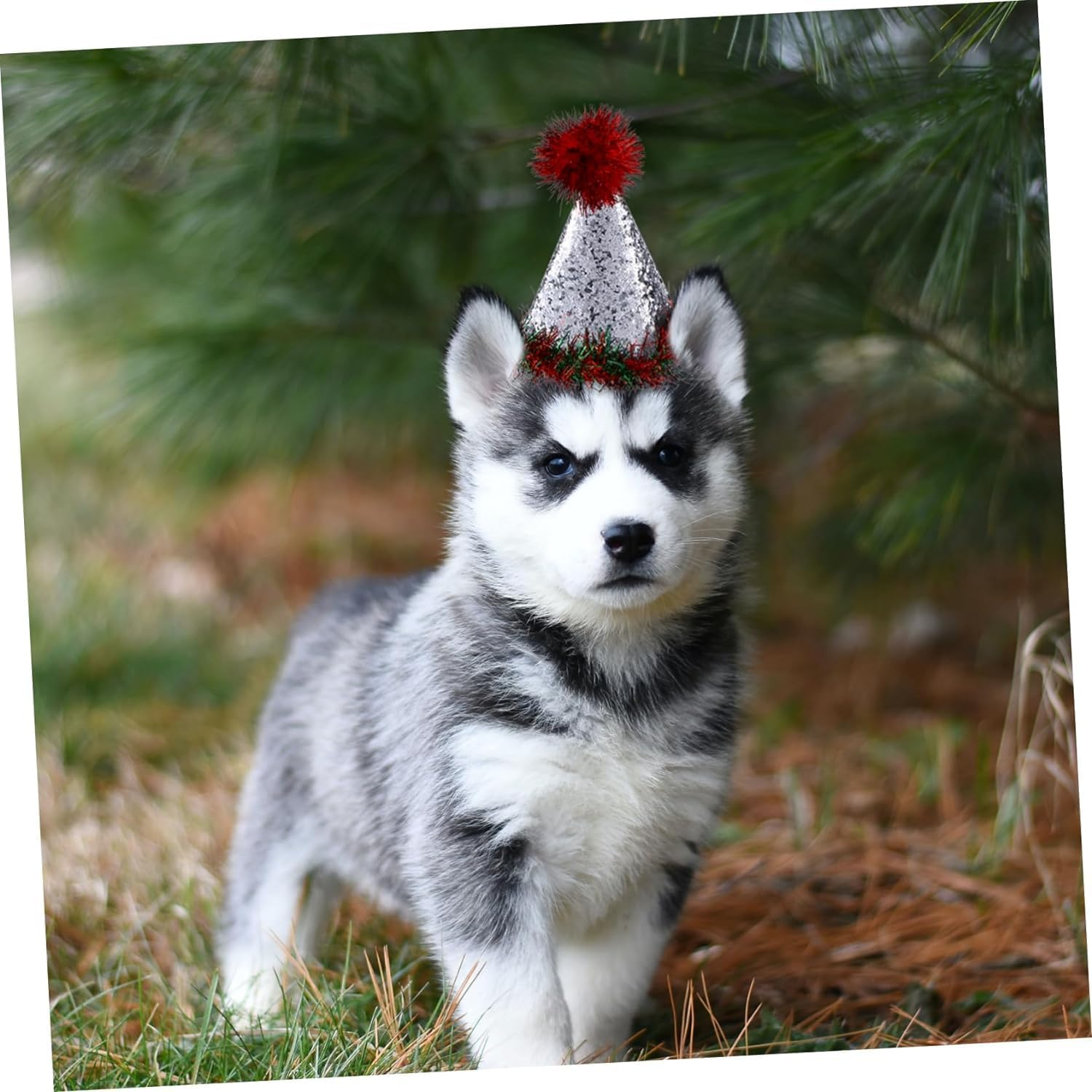 2Pcs Christmas Pet Hat Cat Christmas Headwear Cat Kitten Headband Hats Dogs Holiday Party Hat Sequin Xmas Hat Cat Christmas Hat Pet Birthday Photo Prop Polyester Bibs Santa Hat image number 2