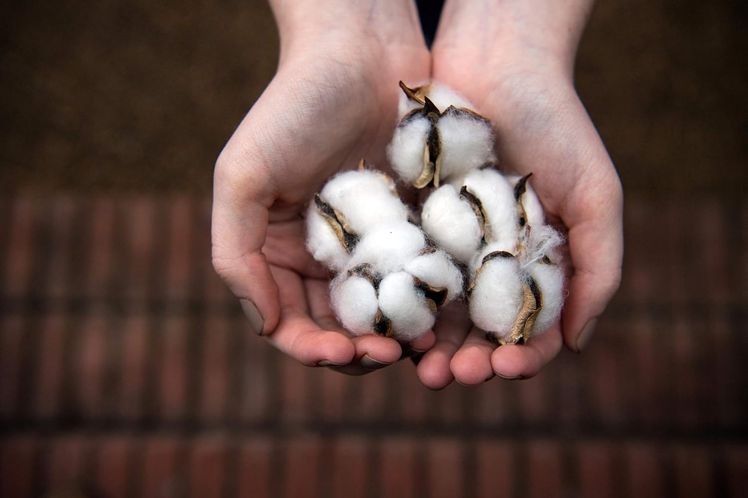 Organyc Beauty Cotton Balls, White, 100 Count (Pack of 2) image number 4