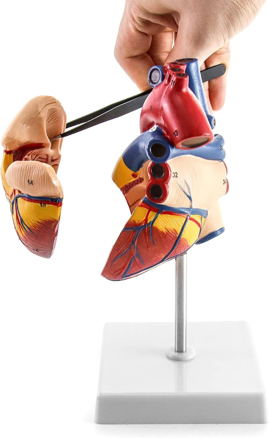 QWORK Human Heart Model, Anatomically Accurate Numbered 2-Part Life Size Heart Medical Model with 34 Anatomical Structures, Held Together with Magnets on Base image number 2