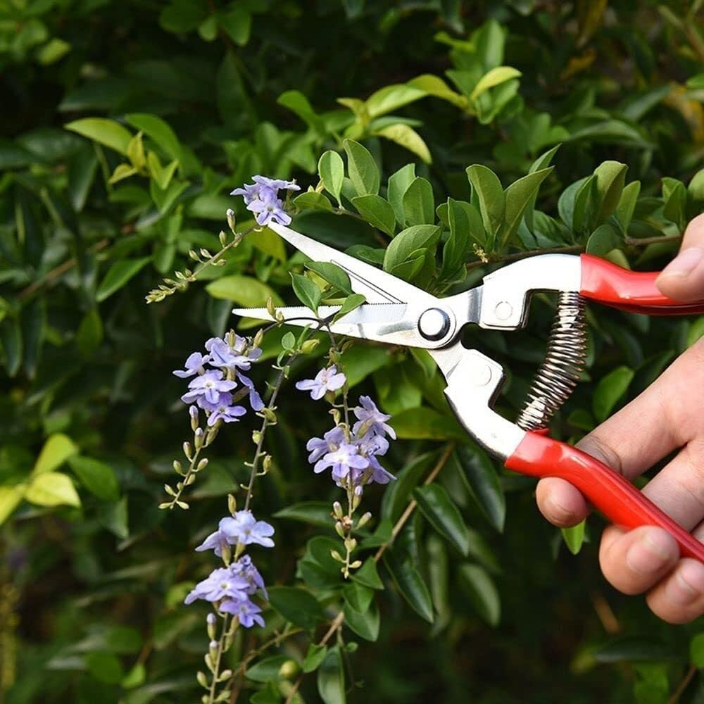 Straight Stainless Steel Pruner Pruning Shears Clippers Snips &ndash; Sharp Bonsai Cutter Plant Trimming Scissors &ndash; Straight Blade Garden Scissors Tool &ndash; Great for Roses Flowers Herbs Fruits