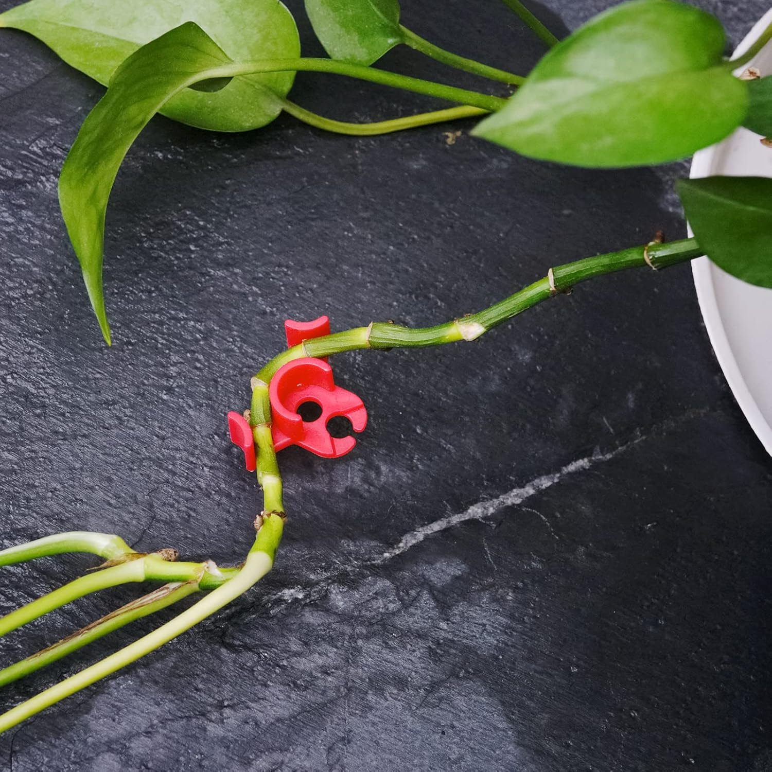 Business King Plant Training Clips 30 Pcs 90 Degree New Generation Low Stress Plant Clips to Bend Plant Clips to Train Plant (30 Pcs) image number 2