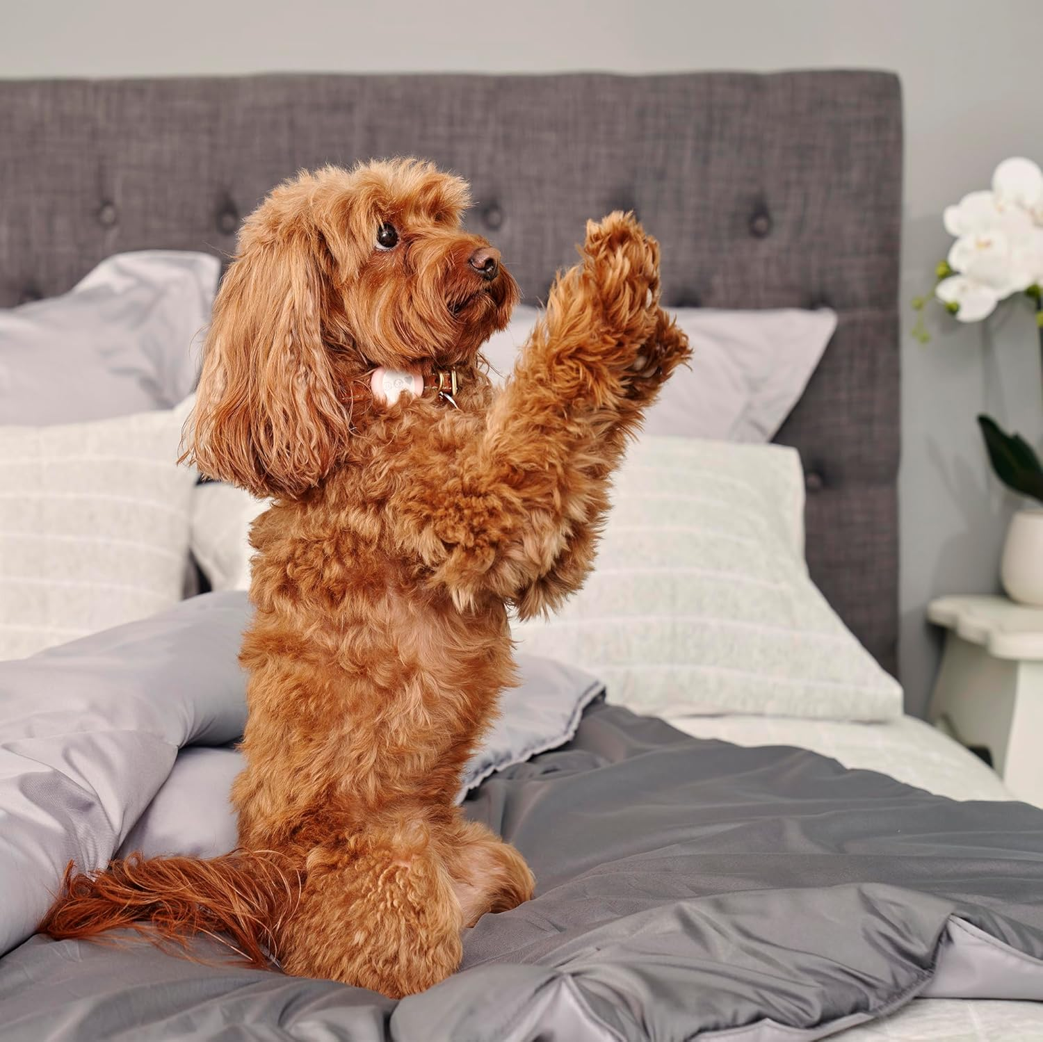 Tontine Doggy Doona&reg;, Quilt/Duvet/Blanket for Dogs Cats Pets, Single Size 140X210Cm, Use on Dog Bed, Couch & Sofa, Floor Mat, Car Seat, Antibacterial Treatment, Machine Washable. Australian Made image number 1