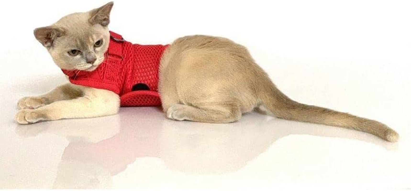 Sleepypod Martingale Cat Harness, Small, Strawberry Red