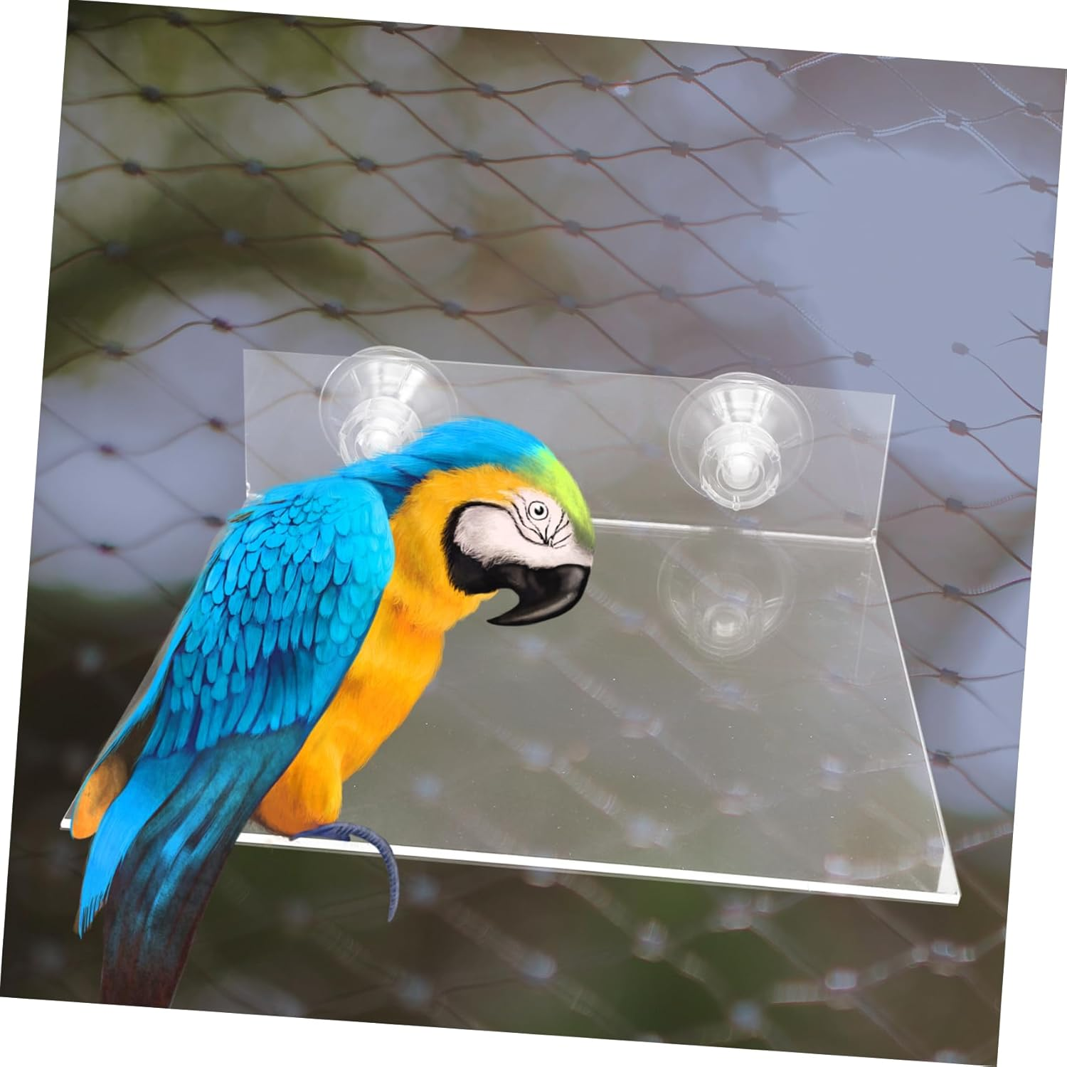Parrot Wall Standing Platform Bird Platform Suction Cup Bird Perch Stand Training Playground image number 5