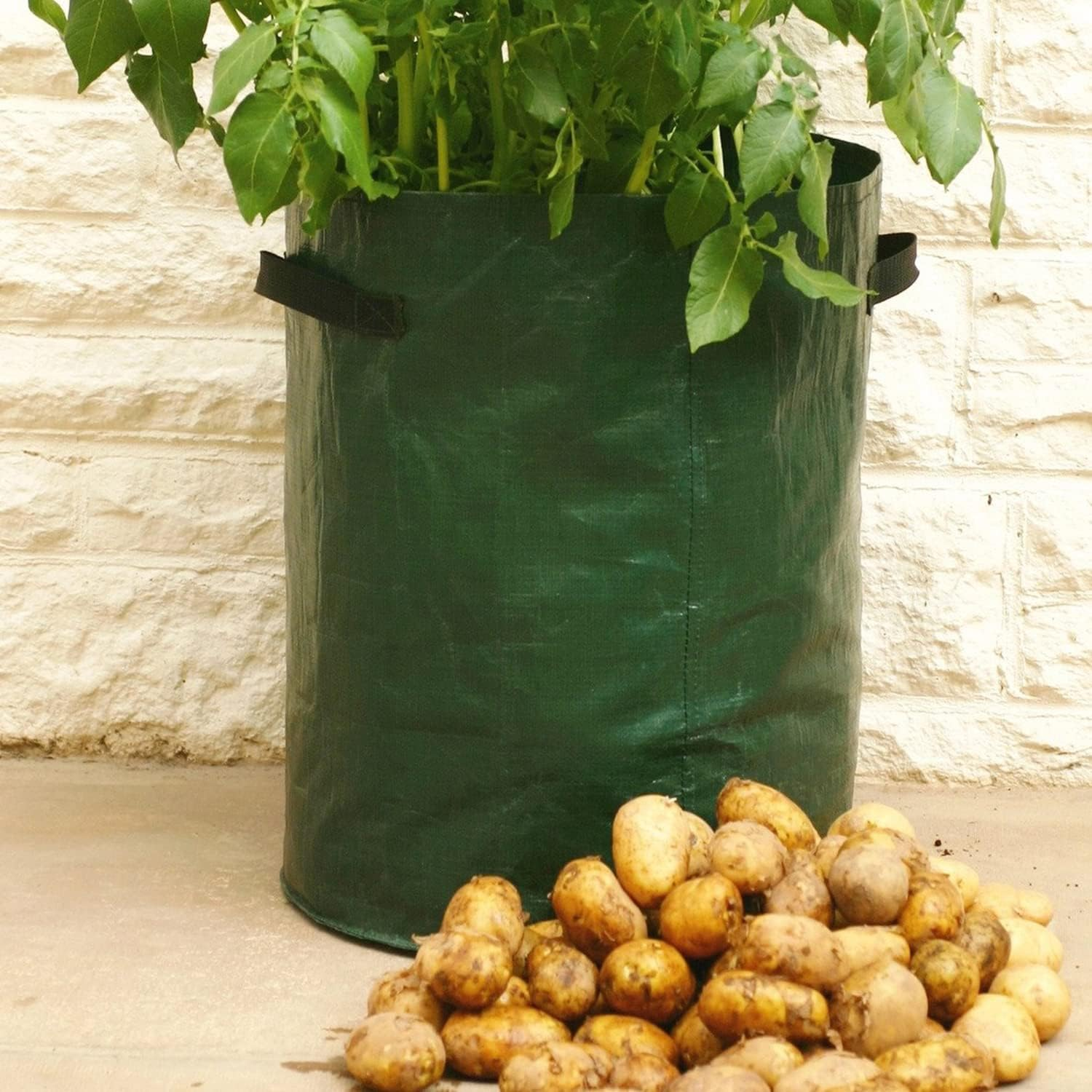 2 Pack 55 Litre Potato Grow Bags, Ideal for Potatoes, Tomatoes, Carrots, Onions & All Other Vegetables and Herbs, 12 Gallon Heavy Duty PVC Planting Pots with Handles image number 4