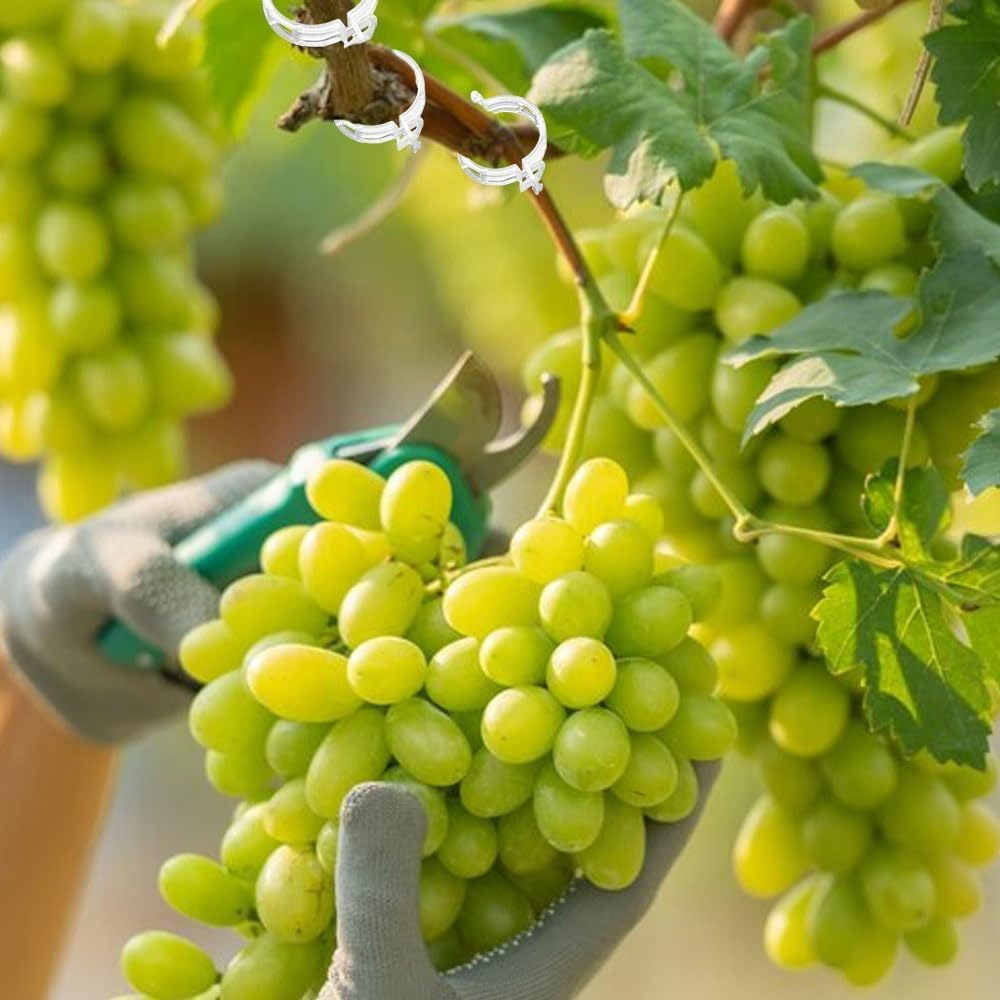 Secured Plastic Plant Clip, Plant Support Clips Reusable Garden Clips, Plastic Trellis Clips Plant Support Clips Tomato Grape Vine Vegetables Plant Fixing Clips (Green - 100Pcs) - Black - 100Pcs image number 3