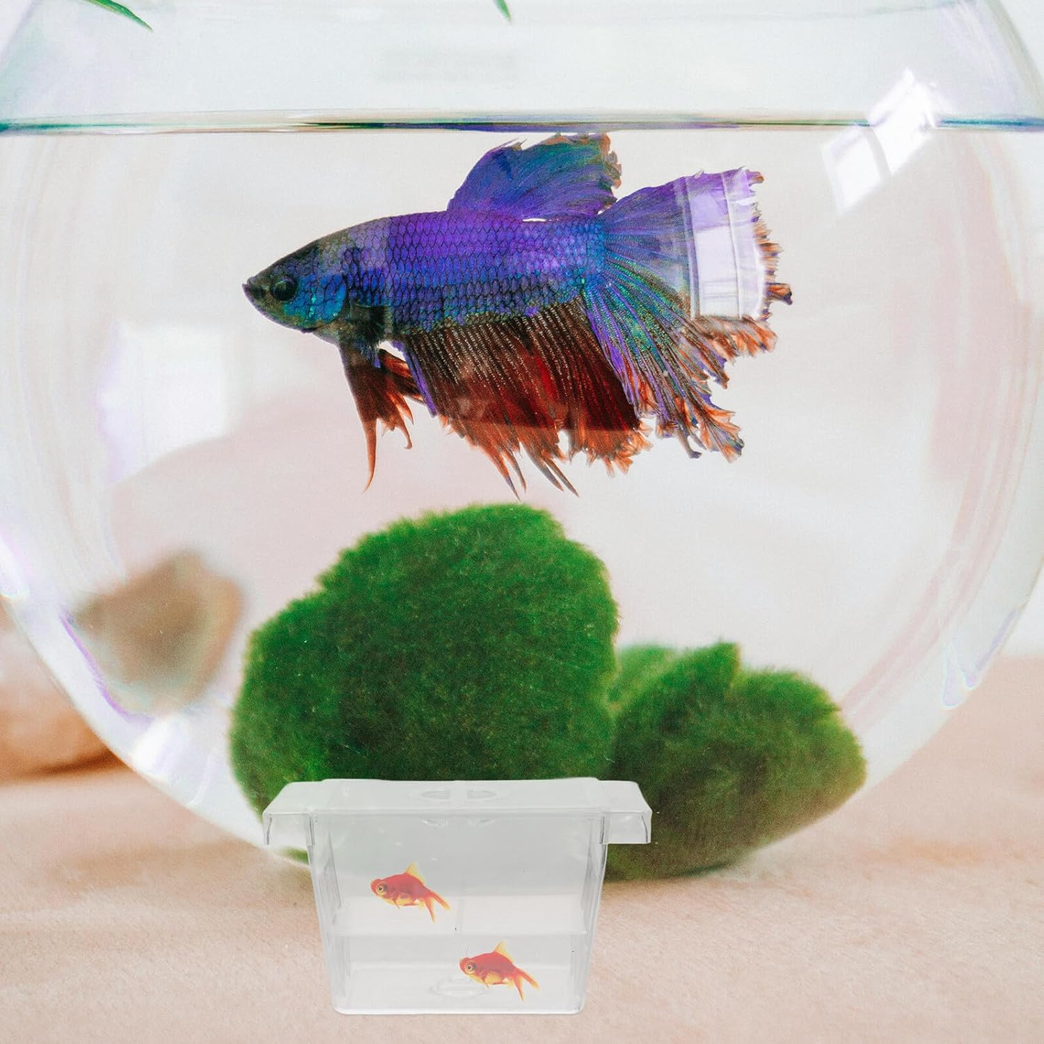 Totority Transparent Aquarium Fish Breeding Box with Isolated Divider for Fry Hatching and Protection Wear-Resistant Material Easy to Install for Fish Tank Breeders and Aquatic Pets image number 4