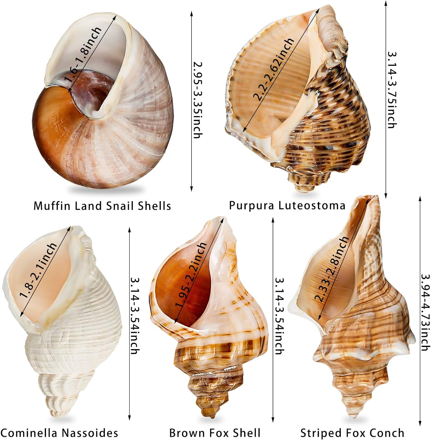 5PCS Extra Large Hermit Crab Shells | Natural Sea Conch Size 3" - 4.7", Opening Size 1.6" - 2.7" | Turbo Seashells for Hermit Crab Supplies and Beach Decoration Large Sea Shell image number 5