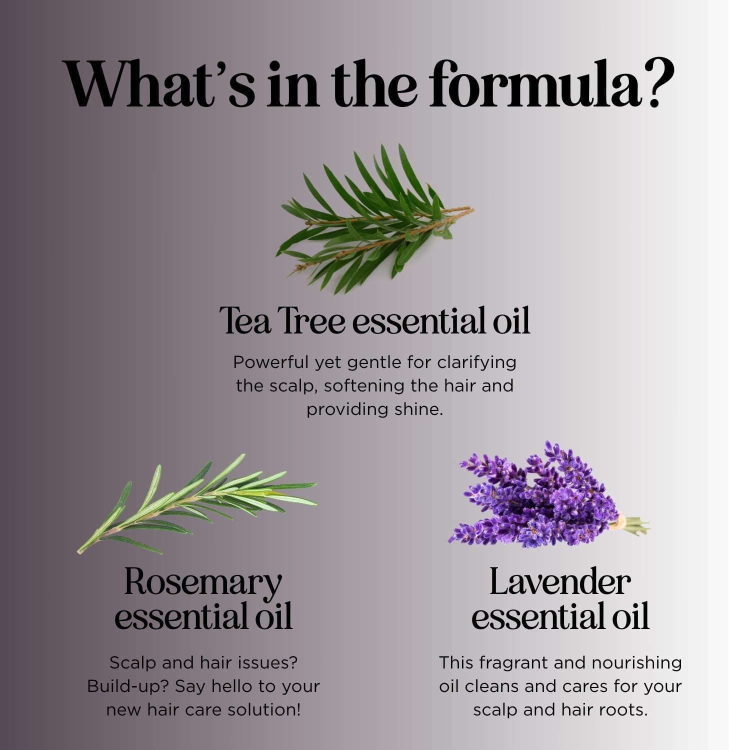 Maple Holistics Tea Tree Oil Shampoo - Pure and Natural for Women and Men - anti Dandruff Haircare - Safe for Color Treated Hair - Usa Made By