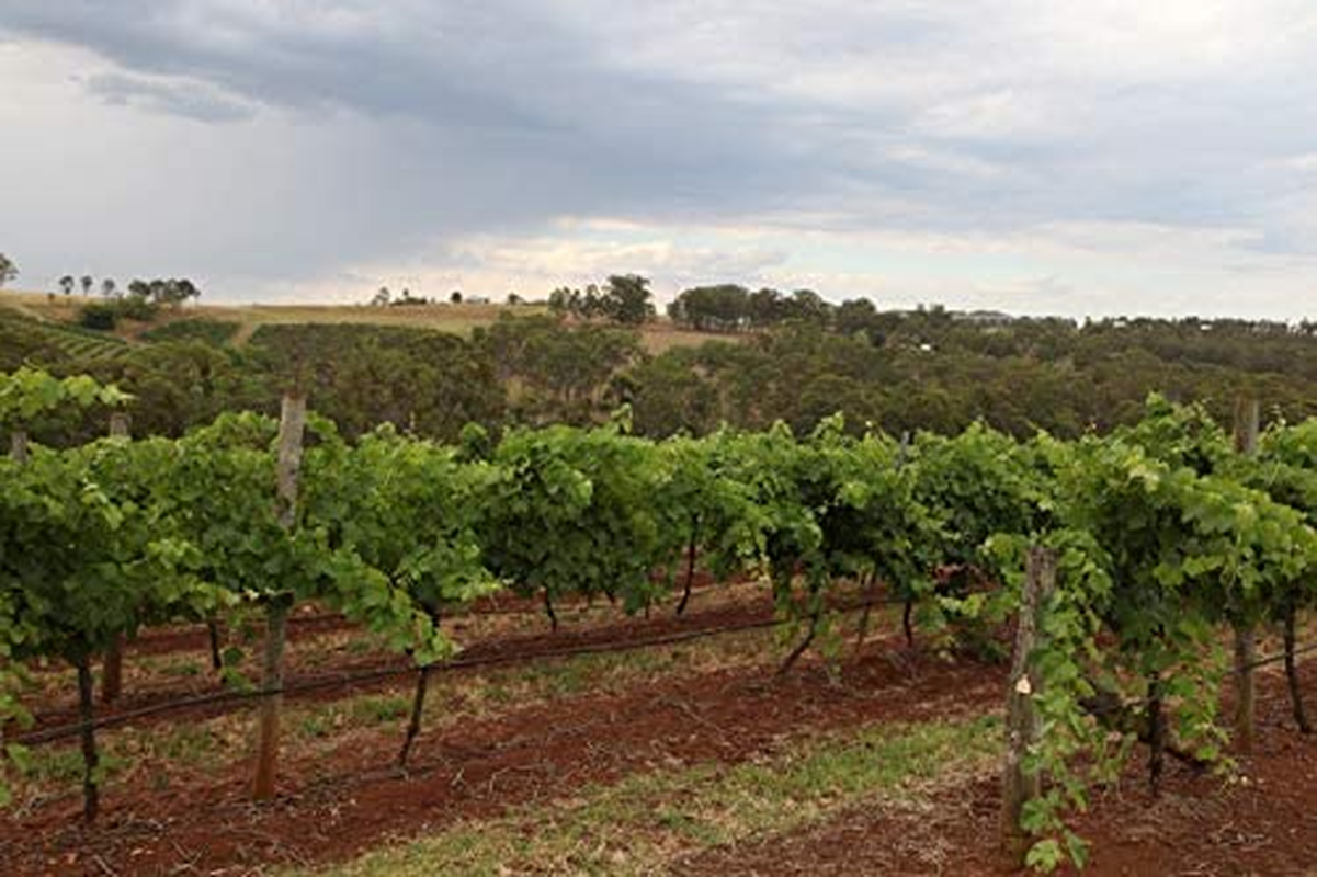 Lindeman'S Early Harvest Shiraz Wine 750 Ml (Case of 6) image number 6