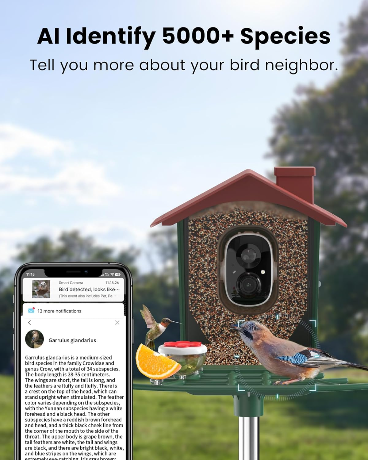 Bird Feeder with Camera Outdoor Solar: Smart Birdfeeder Cam for outside Garden - 2K HD Live Video Camera AI Recognition Visible Window Auto Capture - Bird Lover Gifts image number 5