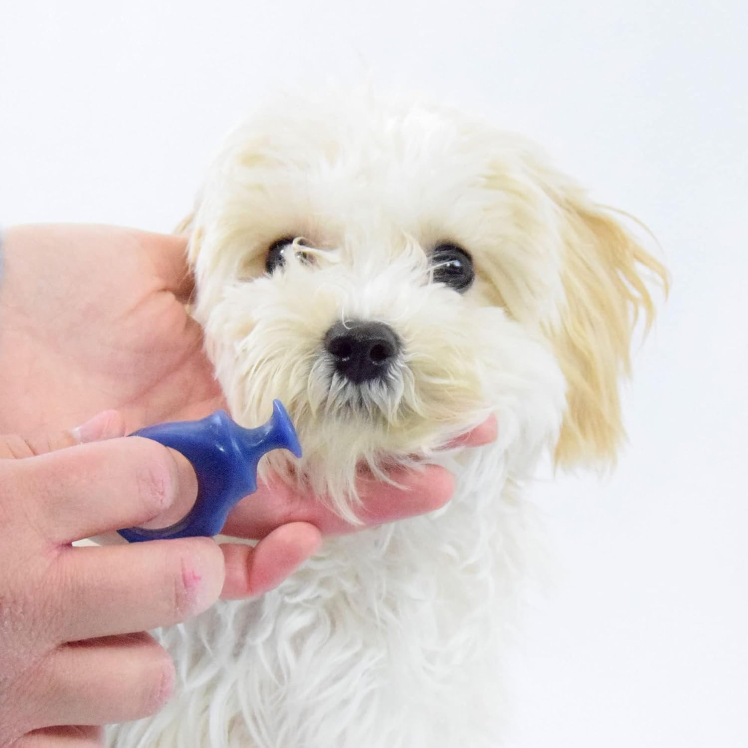 Paw Ready Pet Toothbrushing Assistant for Puppies' Dogs and Cats Allows You to Brush Your Pet&rsquo;S Teeth without Constantly Worrying about Getting Bitten. (Blue, Small) image number 2