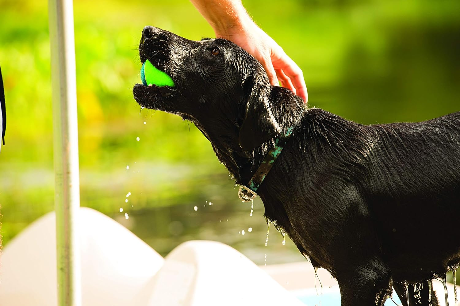 Terrain D.O.G. Weaver Leather Brahma Webb Collar