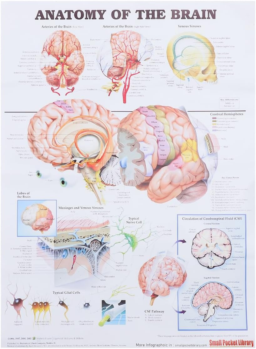 Healvian Anatomical Poster of Human Brain Anatomy Chart Educational Medical Poster for Laboratories Schools and Classrooms High-Grade Material for Long-Lasting Use image number 4