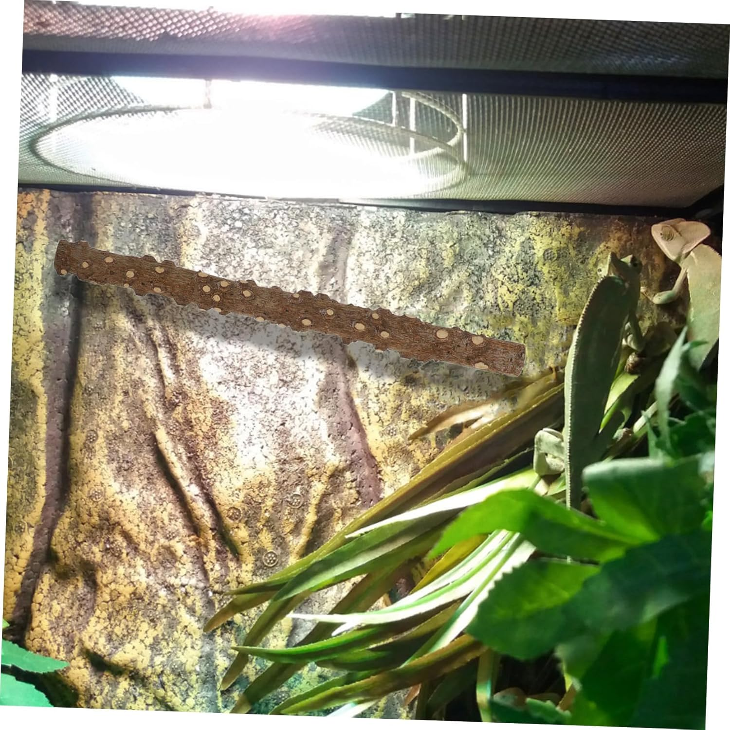 Reptile Corner Stick Branch with Suction Cup and Tie, 2Pcs Pepperwood Climbing Tree Branch for Lizard and Hermit Crab Terrarium Habitat Decoration image number 5