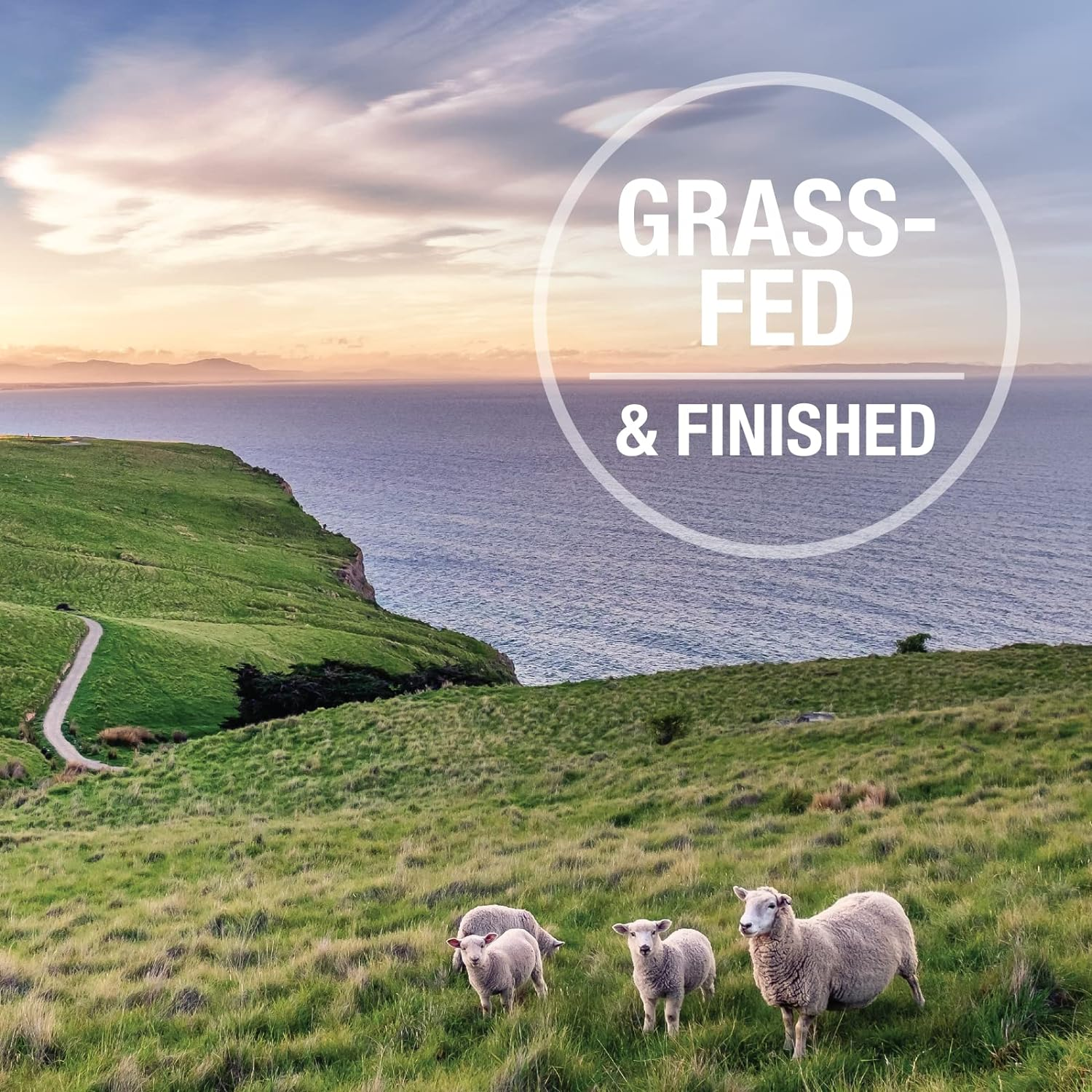 Feline Natural Bpa-Free & Gelatin-Free Canned Cat Food 170G 12 Pack (Chicken & Lamb) image number 4