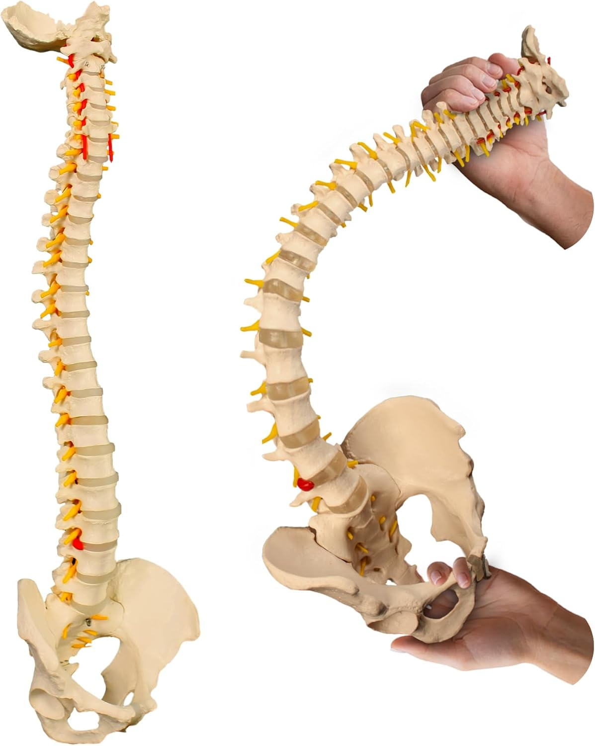 Bergmann Flexible Life Size Spine Model - 86Cm Spine Anatomy Model with Nerves, Vertebrae, Arteries, Lumbar Column - Pelvis Model - Anatomical Model - Medical Model Includes Stand