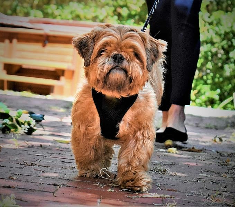 Soft Mesh Dog Harness Air Mesh Dog Harness Dog Cat Vest Harness Breathable Soft Mesh Padding Pet Puppy Cat Comfort Padded Vest No Pull Harnesses (Black, M) image number 2