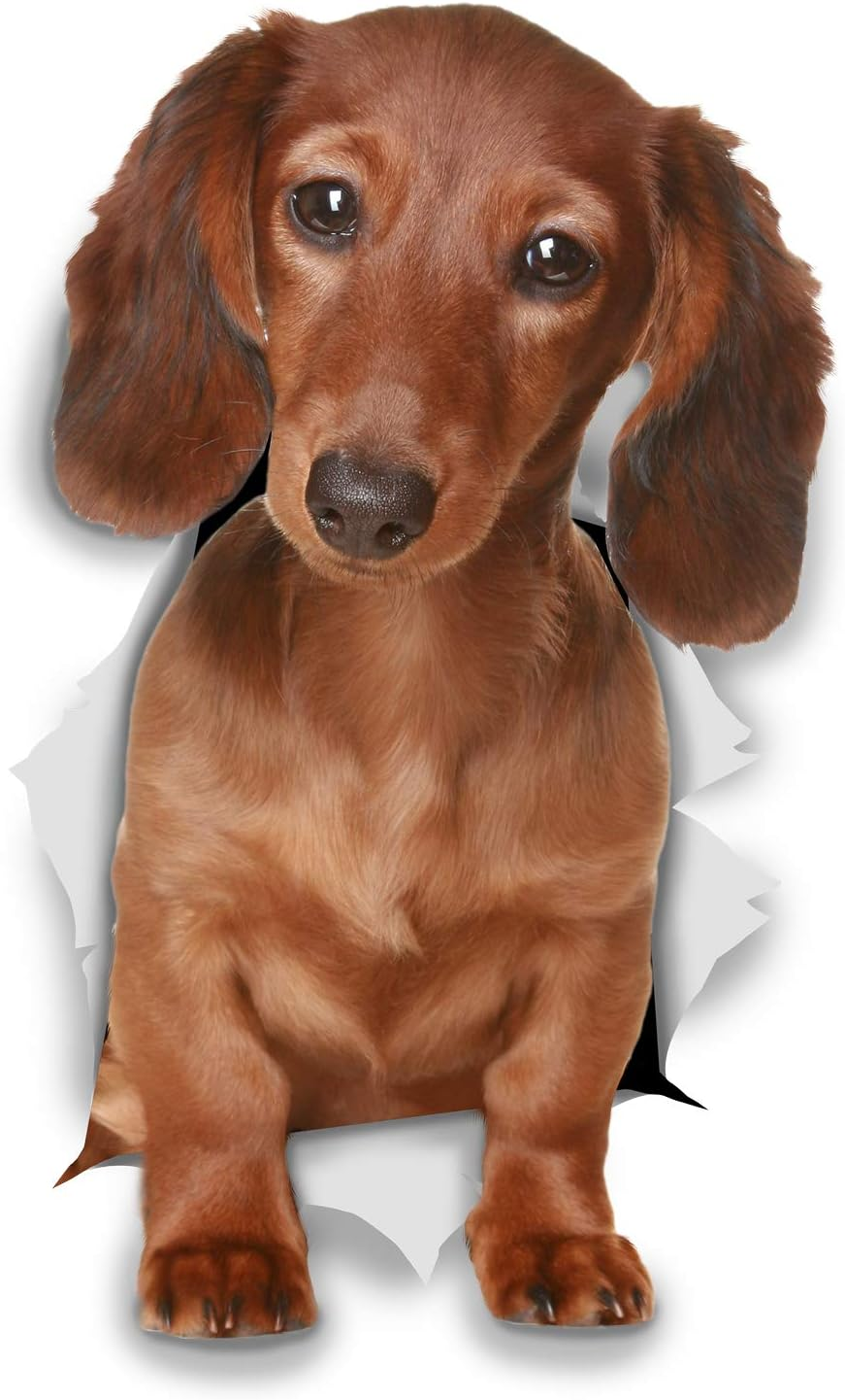 Winston & Bear Dachshund Wall Decals - 2 Pack - Sausage Dog Toilet Sticker - 3D Wiener Dog Car Sticker - Dachshund Lover Gift Pack