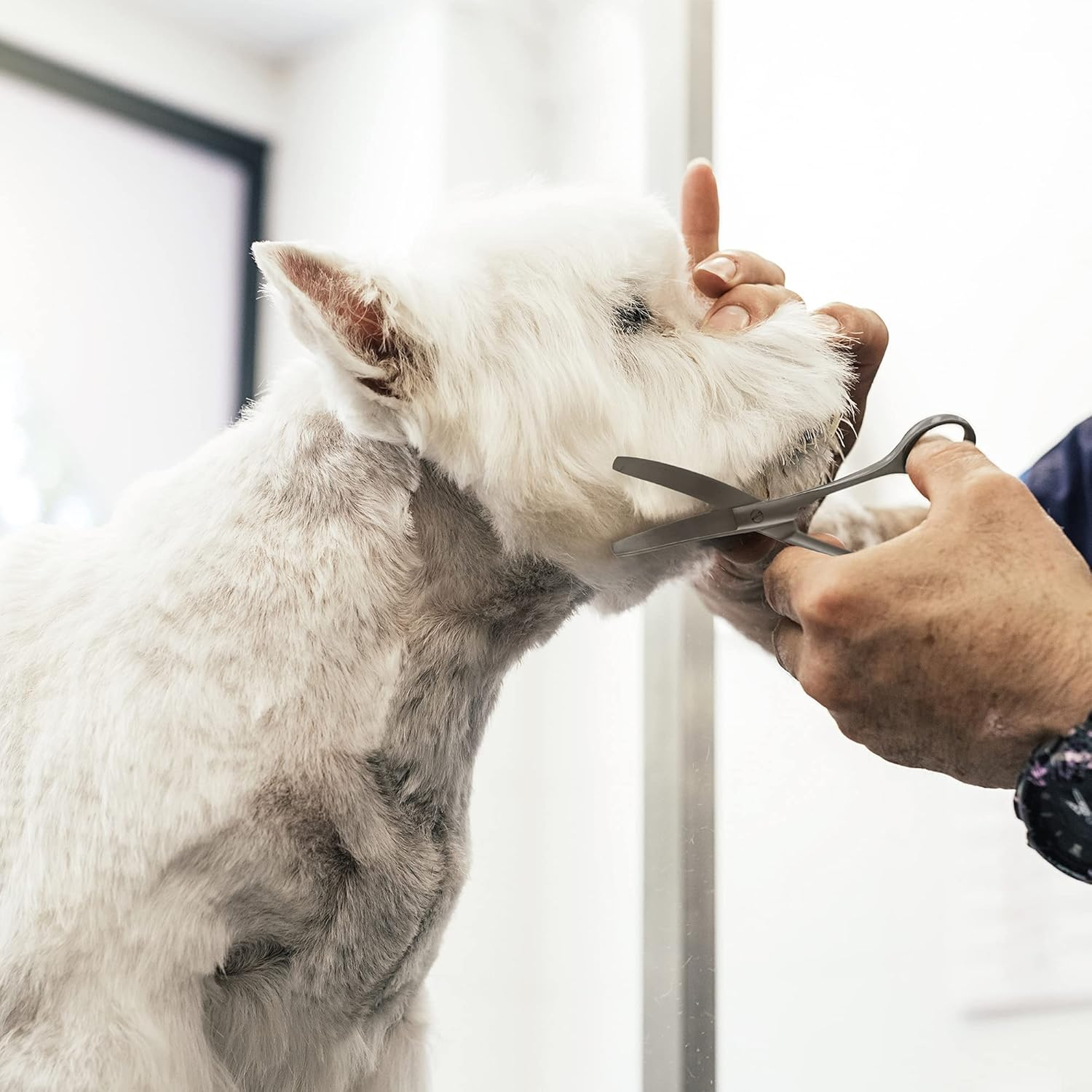 Wahl Curved Scissors 13Cm 5 image number 1