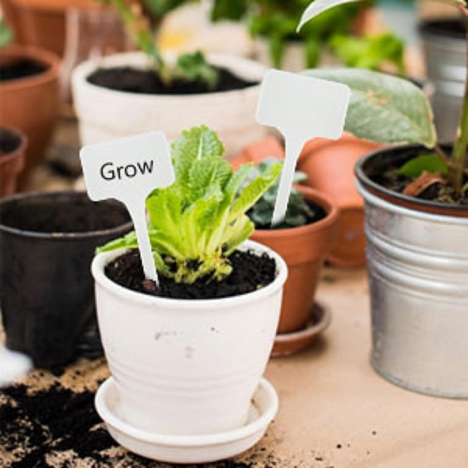 KINGLAKE GARDEN Large Plastic Plant Labels 6 Inch 50 Pack White Sturdy Extra Large T-Style Plastic Plant Labels for Flower Beds,Plant Pots image number 2