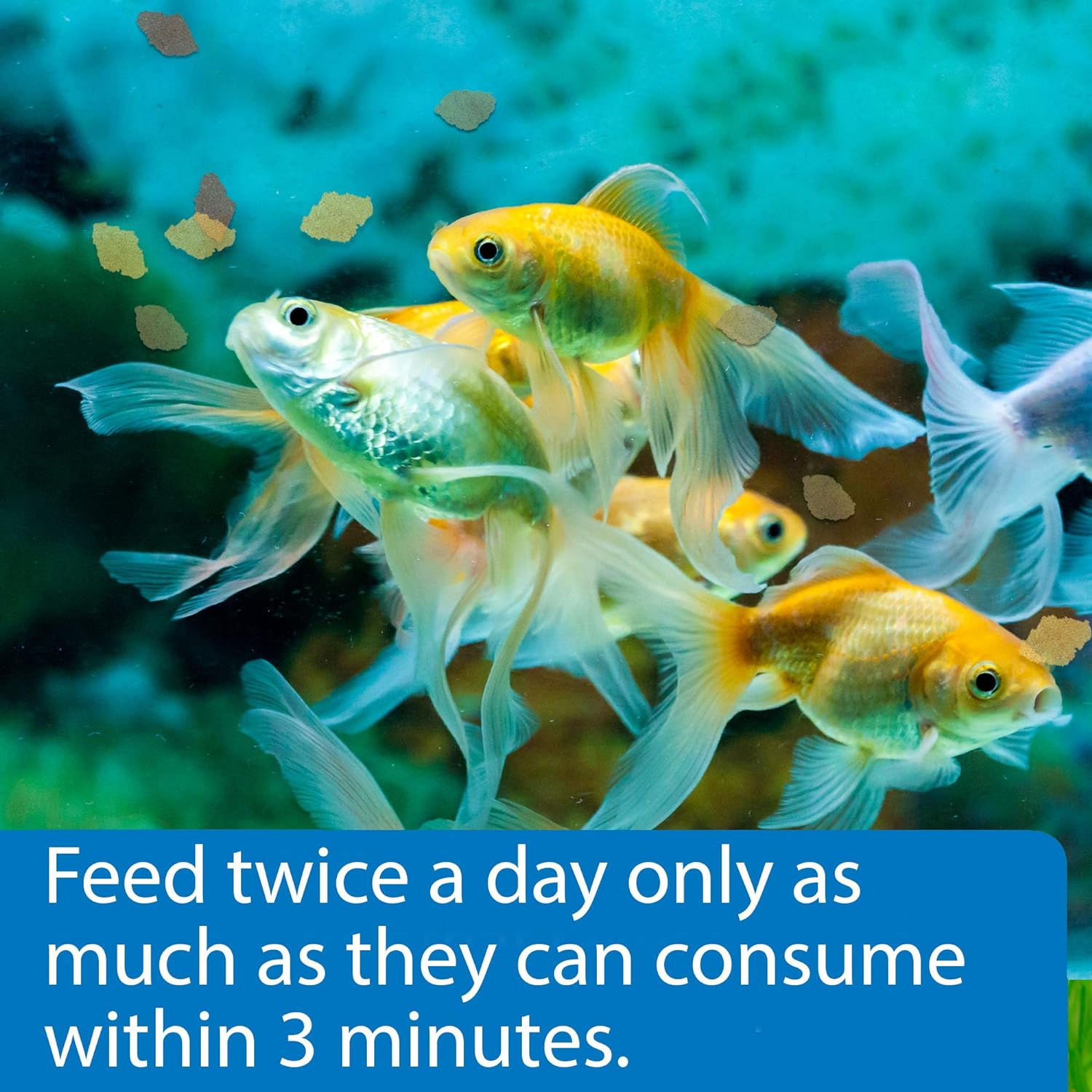 API Goldfish Flakes, (Pack of 2) image number 4