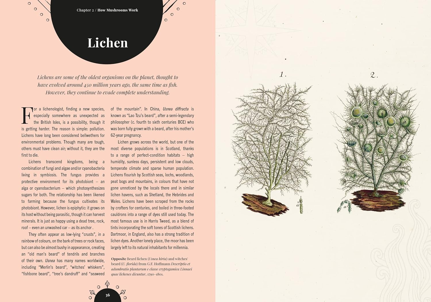 The Magic of Mushrooms: Fungi in Folklore, Superstition and Traditional Medicine image number 6