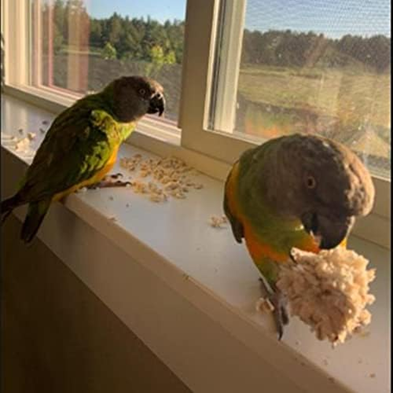 3 Pack Natural Sola Balls and Soft Chew Toy for Parrot Budgie Finch Macaw 6Cm image number 3