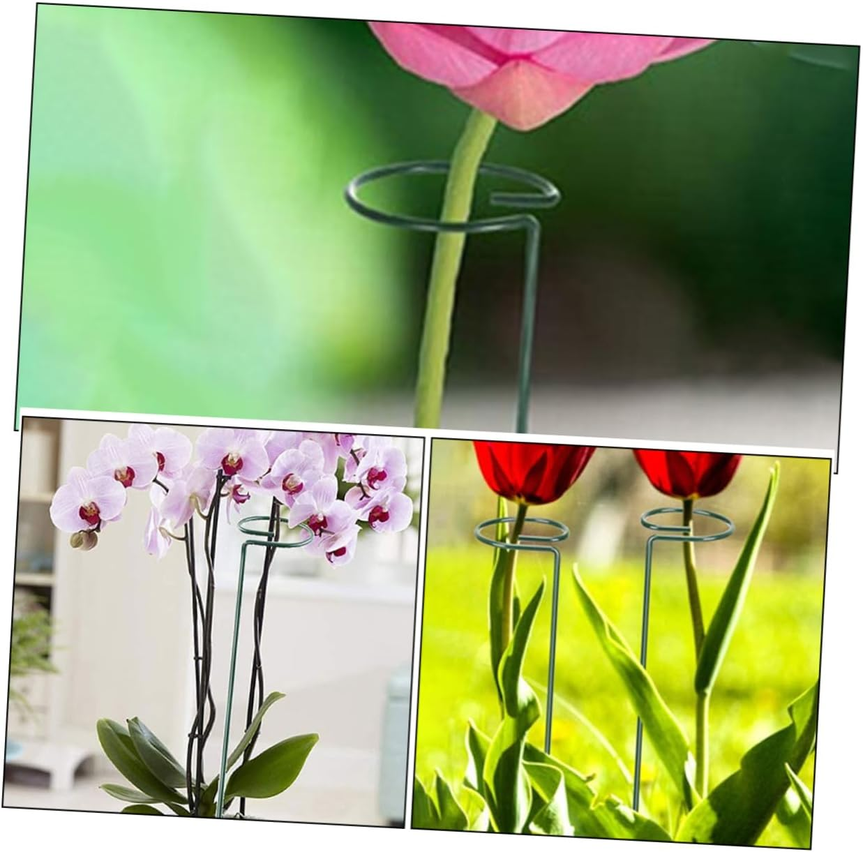 CAXUSD 12Pcs Plant Climbing Support Frame Garden Stakes for Gardening Climbing Plant Trellis Netting Stainless Steel Supports image number 4