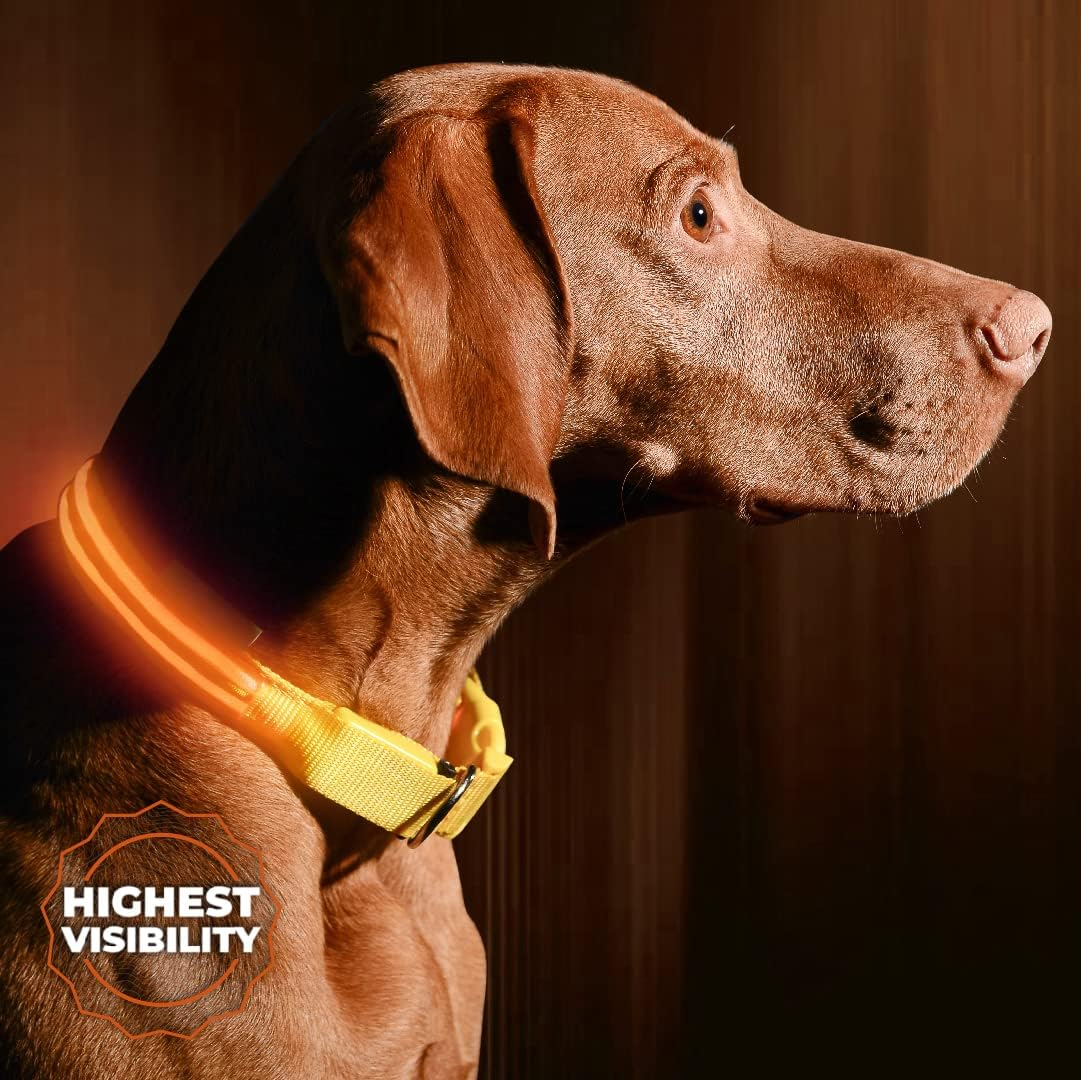 LED Dog Collar, USB Rechargeable, Your Dog Will Be More Visible & Safe, 6 Colours (Red, Blue, Green, Pink, Orange & Yellow) and 6 Sizes - Perfect to Use with Our Matching Illumiseen Leash (Royal Blue, X-Small (23 &ndash; 35Cm))
