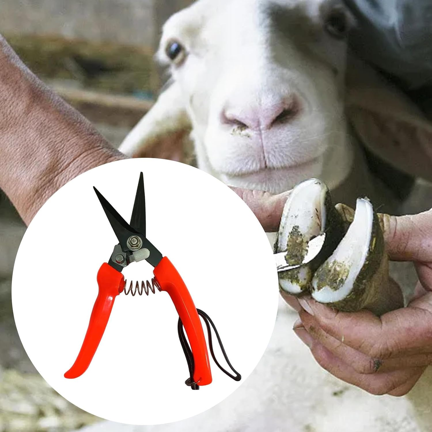 Goat Hoof Trimmer | Ergonomic Sheep Hoof Shears with Spring Load | Precision Nail Clippers for Alpaca, Lamb, Sheep, Hooves