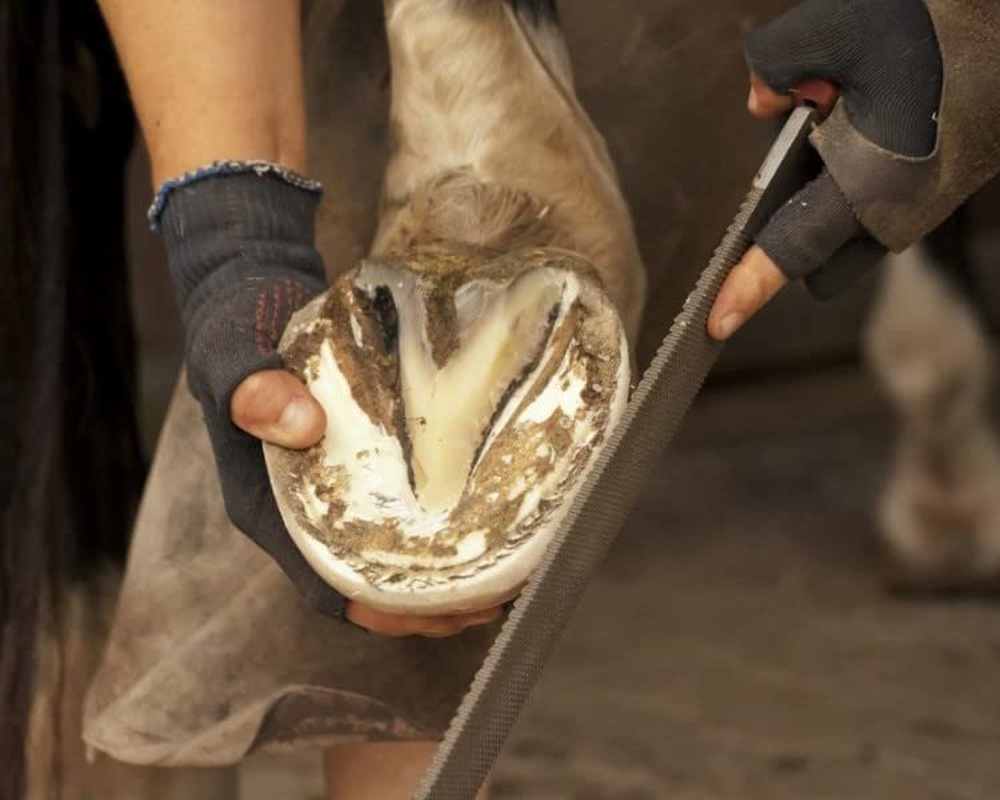 Heller Black Master RASP image number 5