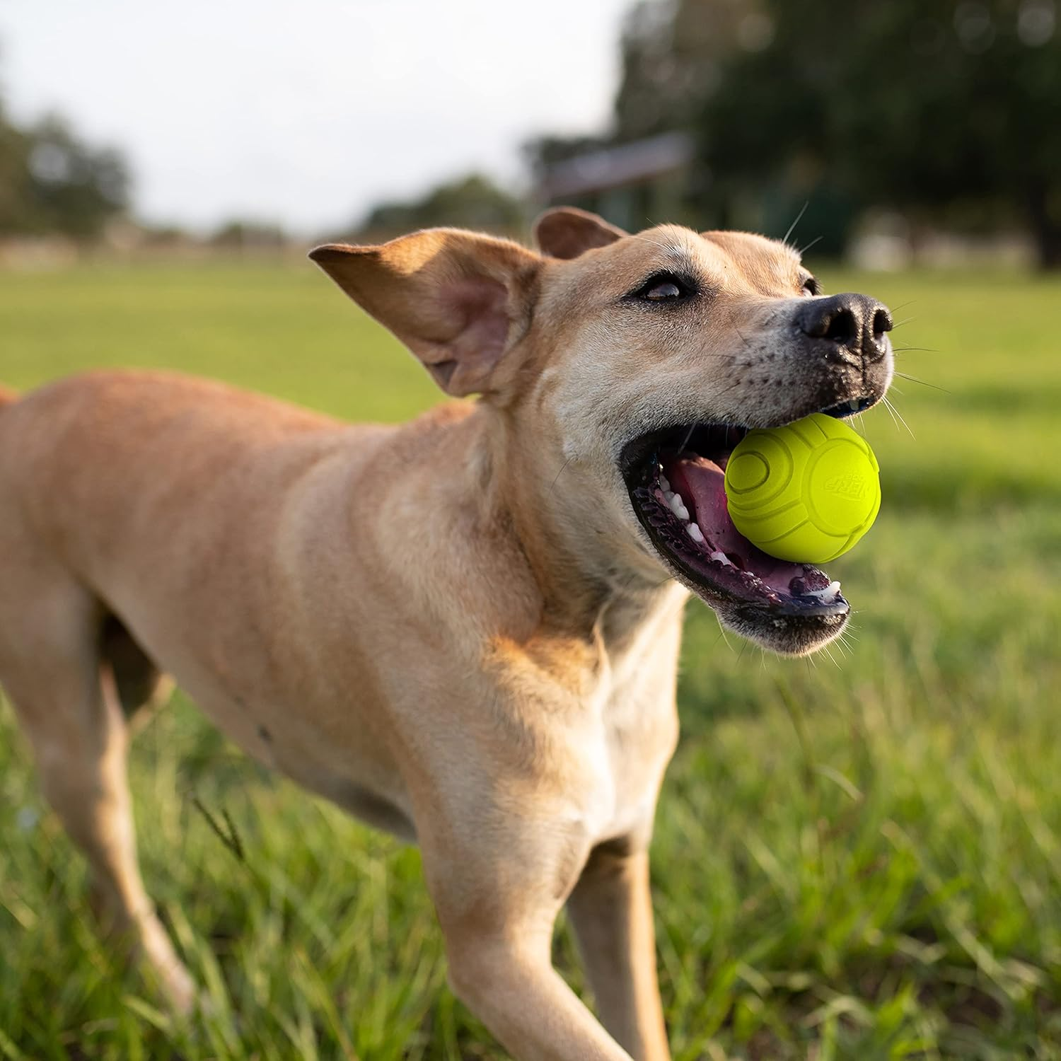 Nerf Dog 2.5In Solid Foam Sonic Ball 2 Pack - Green & Orange image number 2