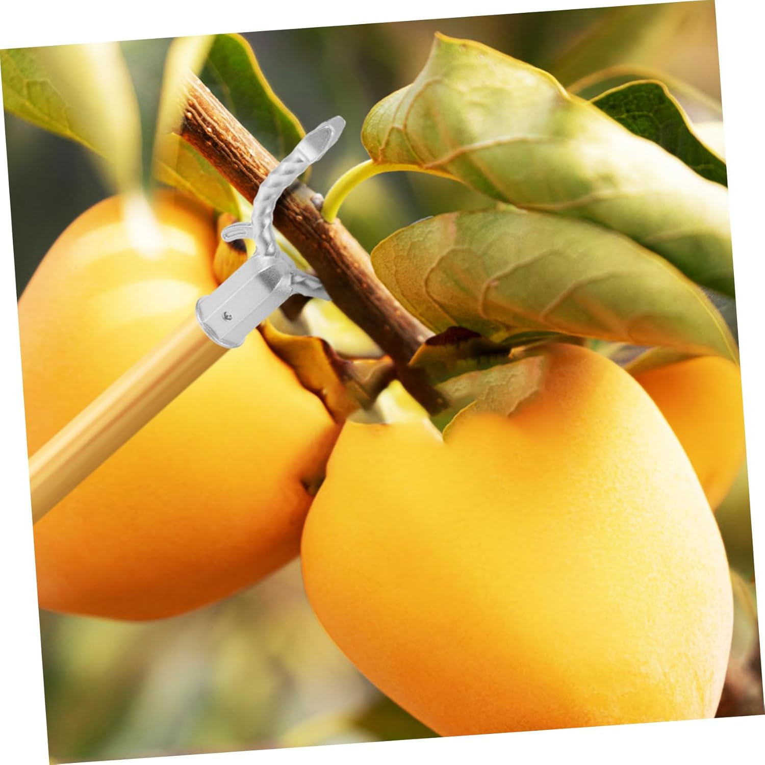 Plants Training Tools Branches Fixing Tool for Outdoor Gardens 6Pcs Silver Aluminum Alloy Tree Braces Lightweight to Support Fruited Trees and Improve Photosynthesis image number 5