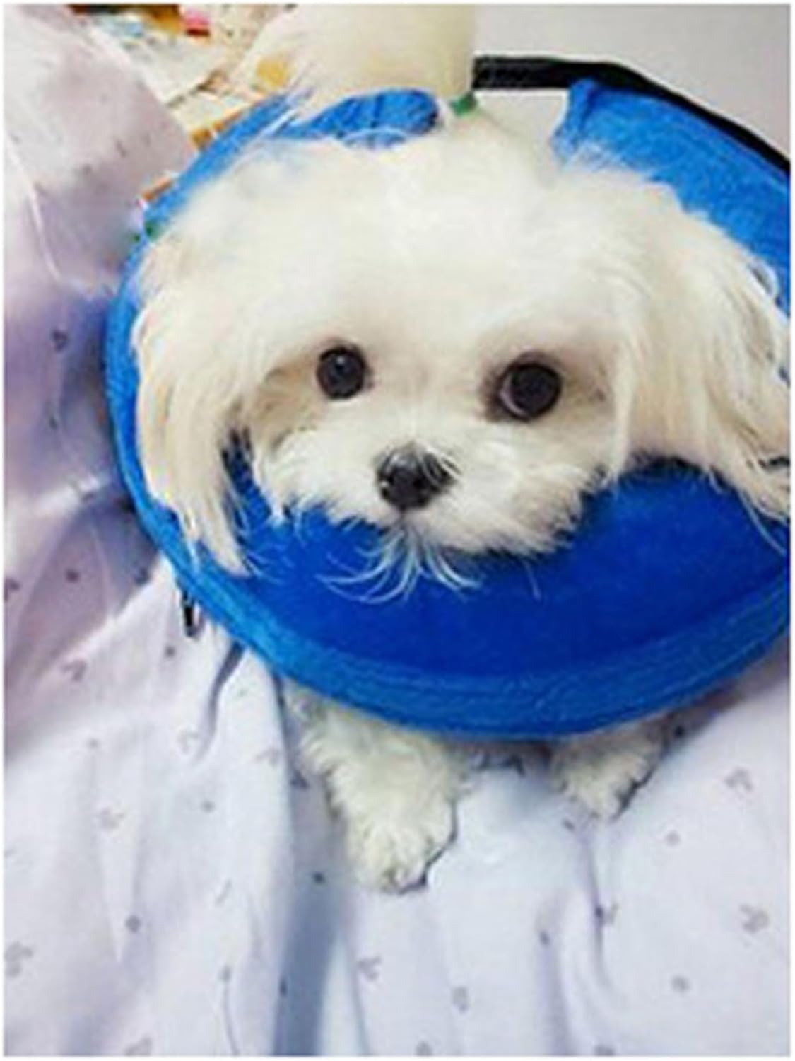 Dog Cone Collar, PVC Soft Keep Warm Dog Cone Collar Protective Recovery Dog Collar, Inflatable Dog Neck Collar Pet Cones for Small Medium Large Dogs after Surgery(Blue M) image number 1