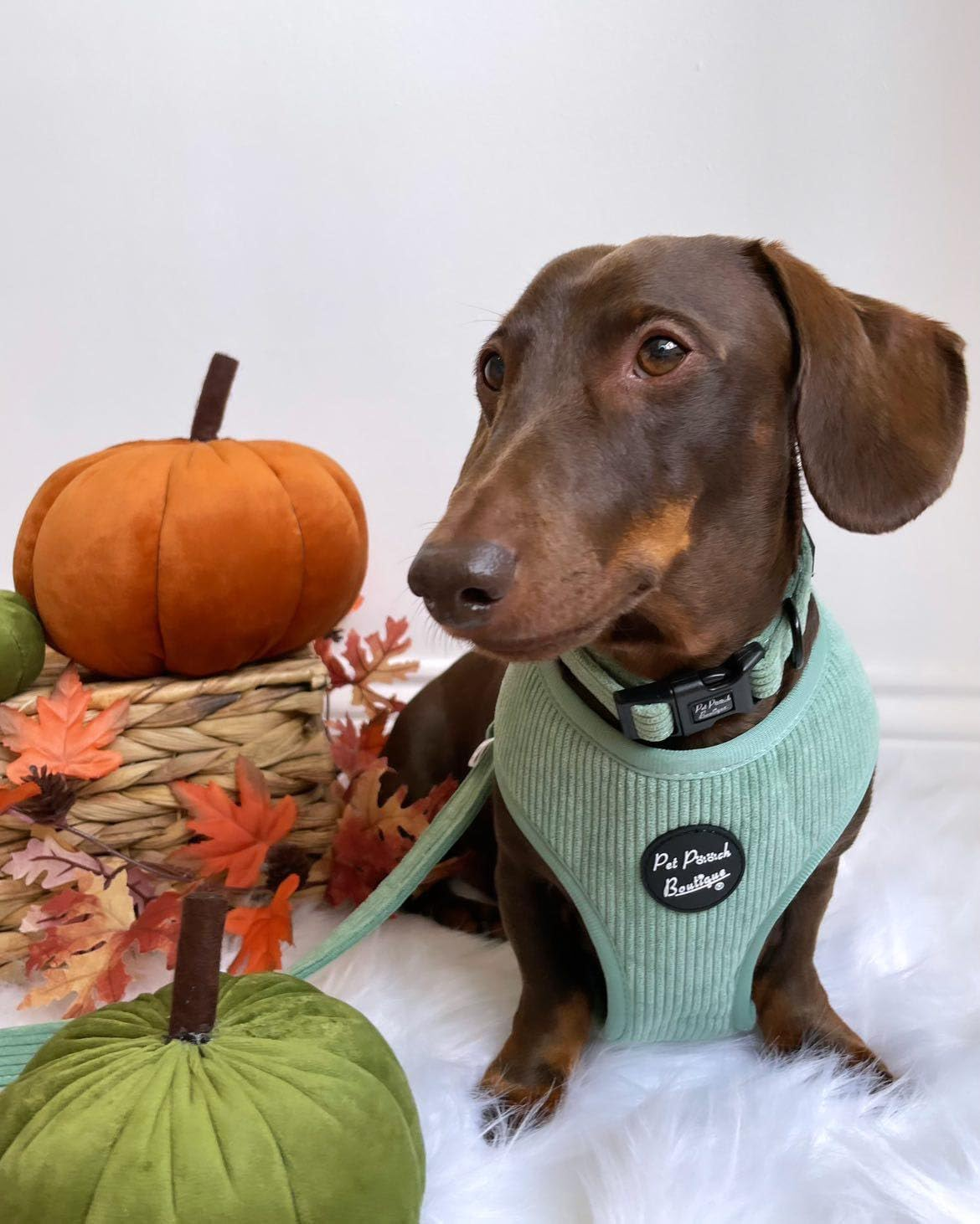 Sage Green Cord Dog Harness S