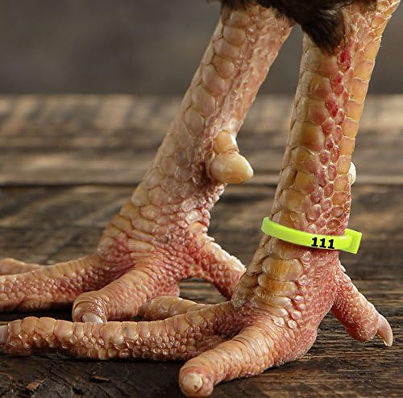Chicken Hill 50 Zband Numbered Poultry Leg Bands Fluorescent ~ Fits Sizes 6 to 14