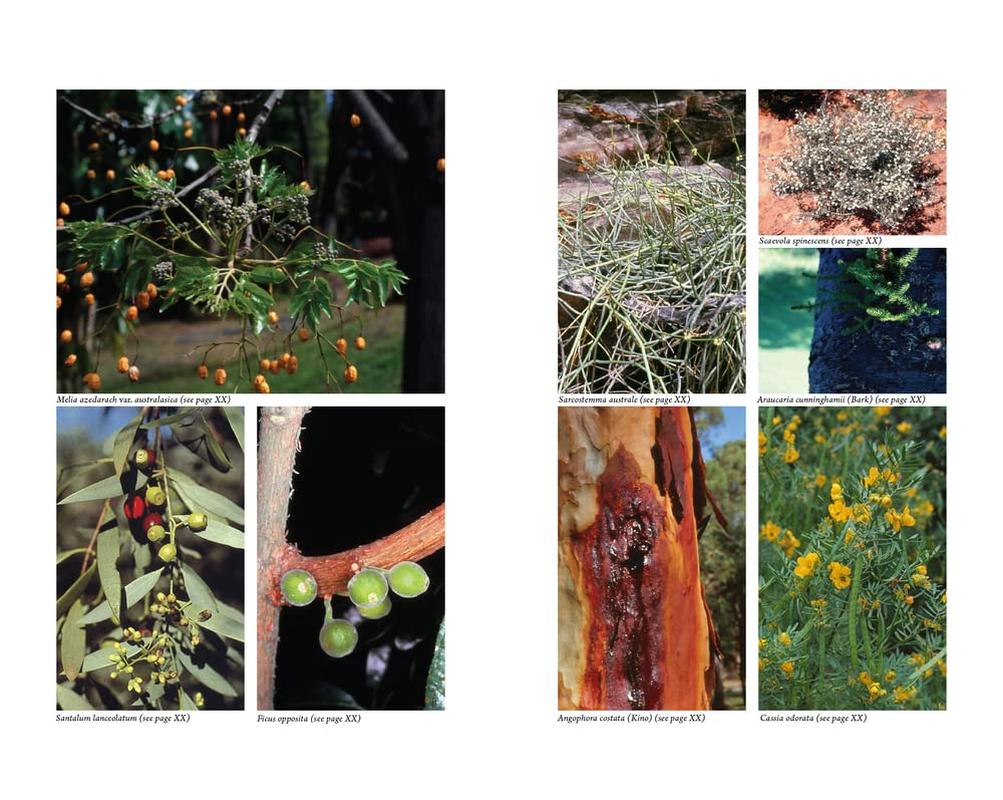 Australian Medicinal Plants: a Complete Guide to Identification and Usage image number 2