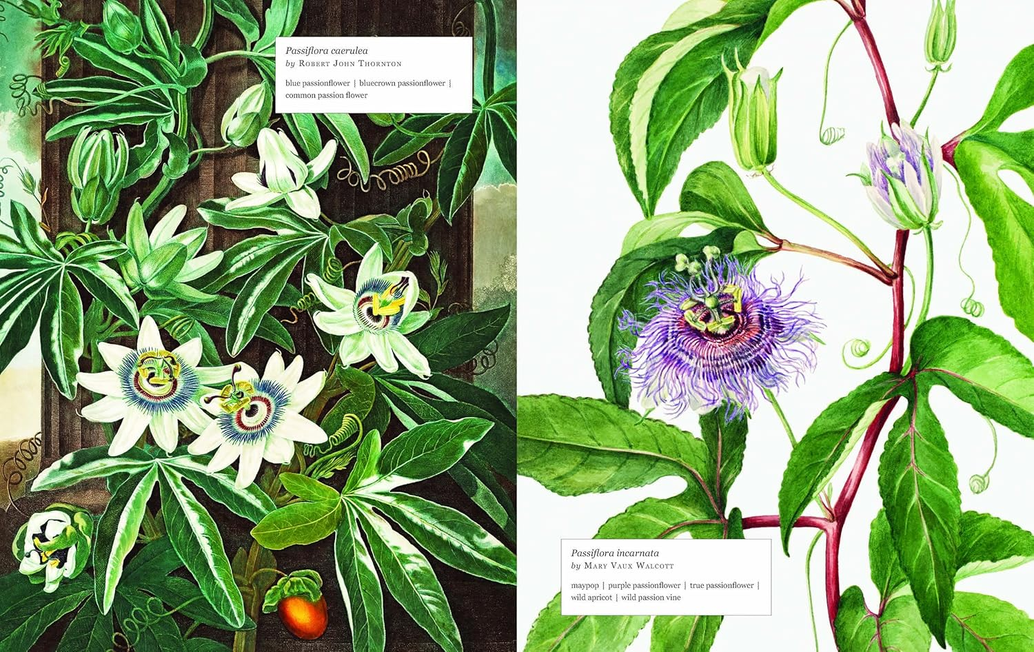 Biblioflora: a Celebration of Floral Beauty in Botanical Art image number 4