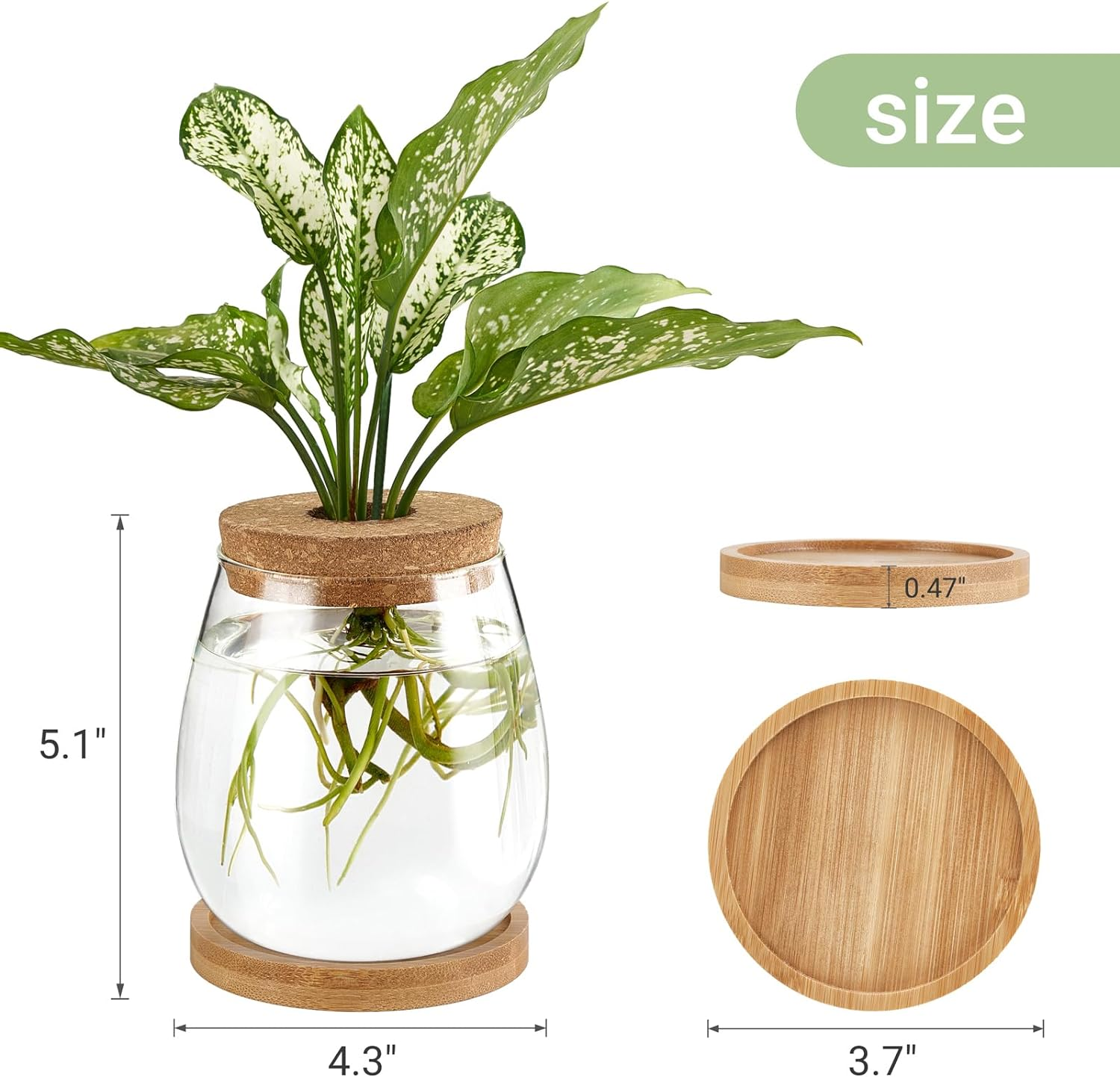 Dahey Plant Propagation Jars Plant Terrarium Glass Vase with Wooden Saucer and Cork Planter Station for Growing Hydroponic Plants Indoor Table Centerpirce Home Office Decor, Set of 2 image number 2