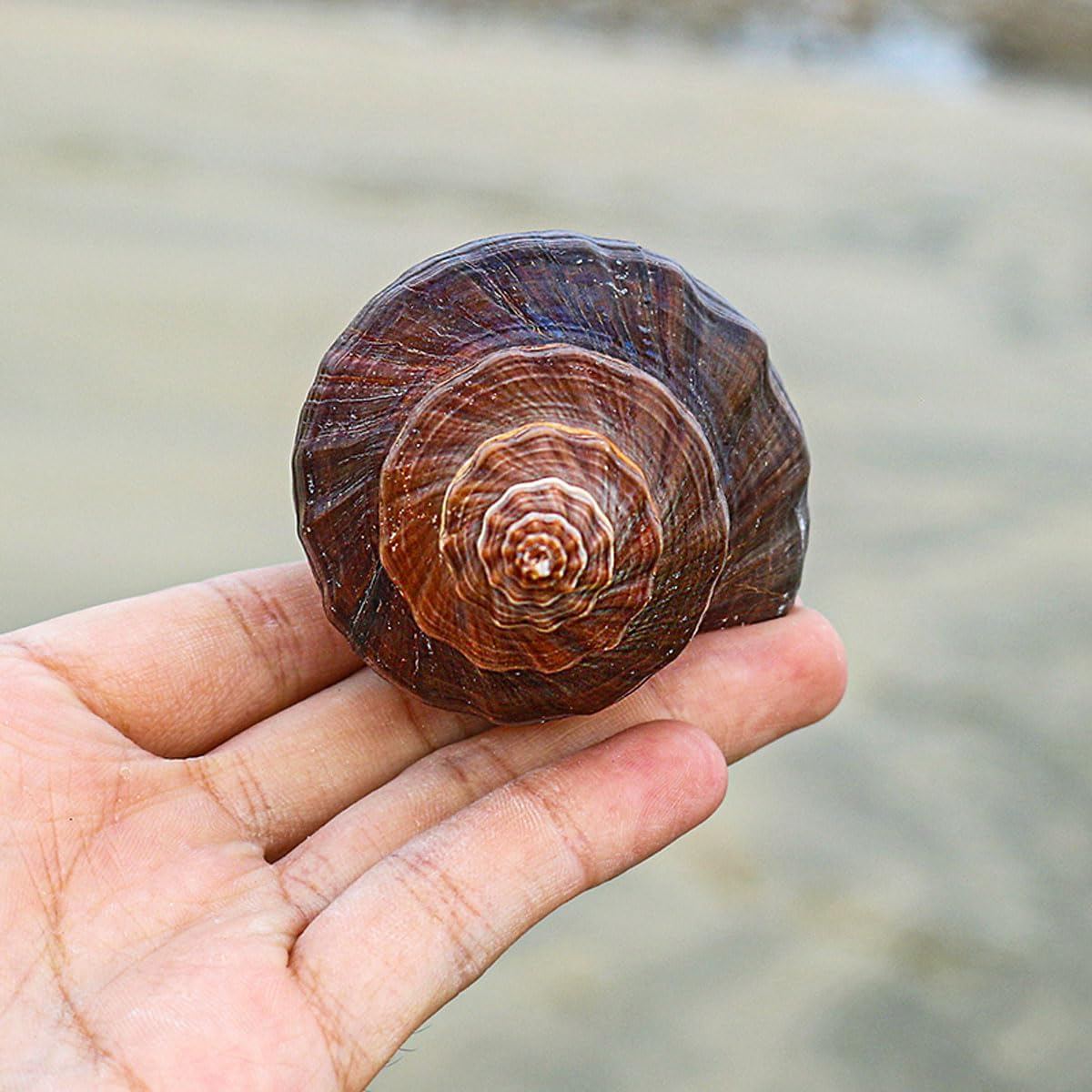 Shells,Conch Shell, for Decoration Natural Conch Shell 12-15Cm for Wedding Decor Beach Theme Party, Home Decorations,Diy Crafts(13~14Cm)