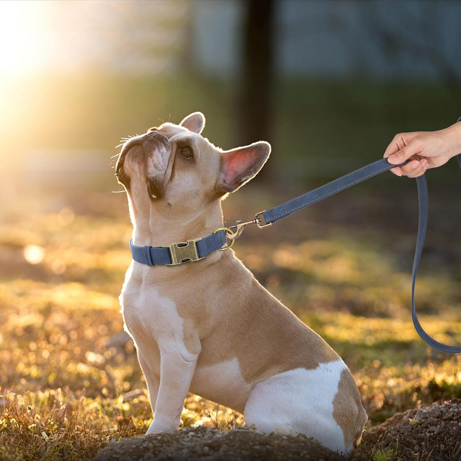 Didog Soft Leather Dog Collar, Durable Heavy Duty Dog Collars with Quick Release Metal Buckle, Adjustable Dog Collar Leather for Medium Small Dogs, Blue, M image number 6