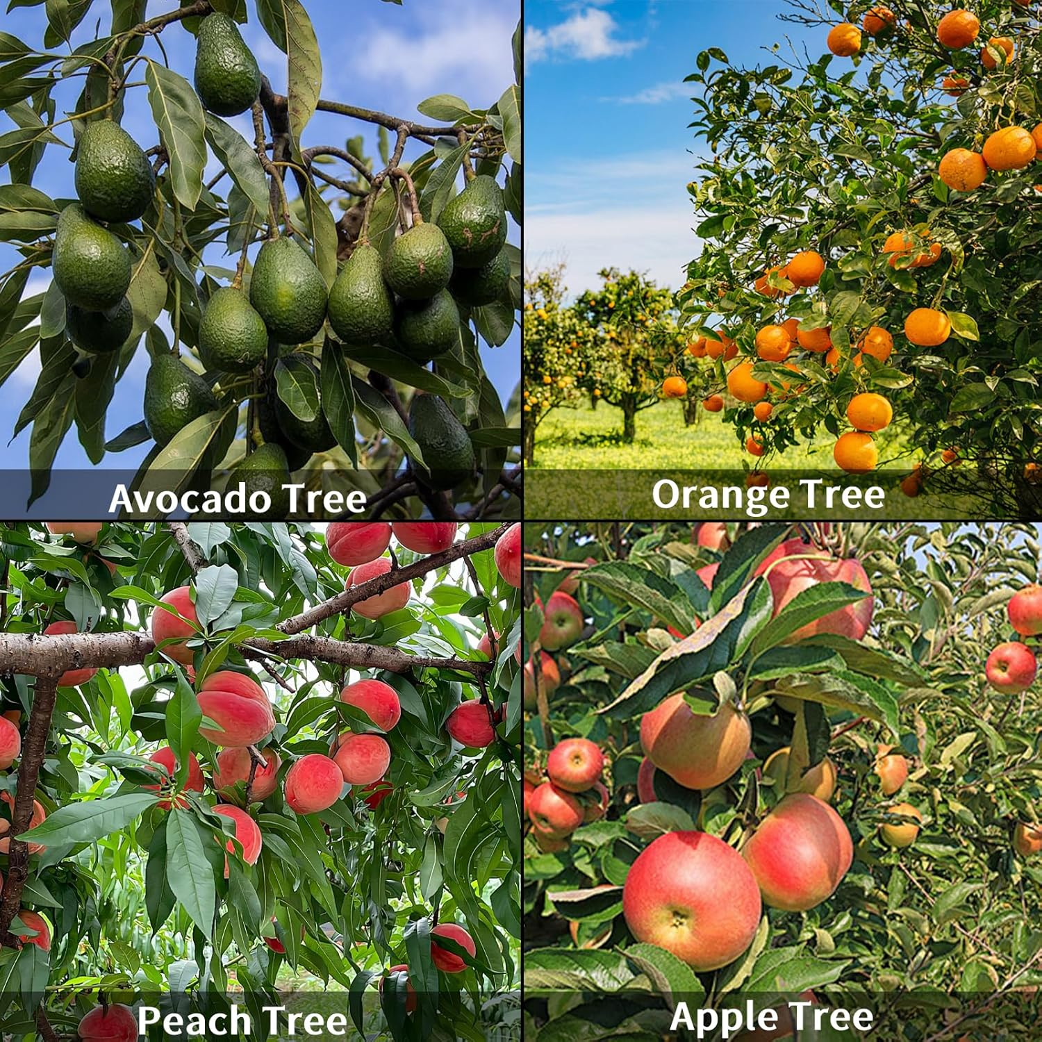 2Pack Fruit Picker Basket, Sturdy Adjustable Fruit Tree Picker with Grabber Reach Tool image number 5