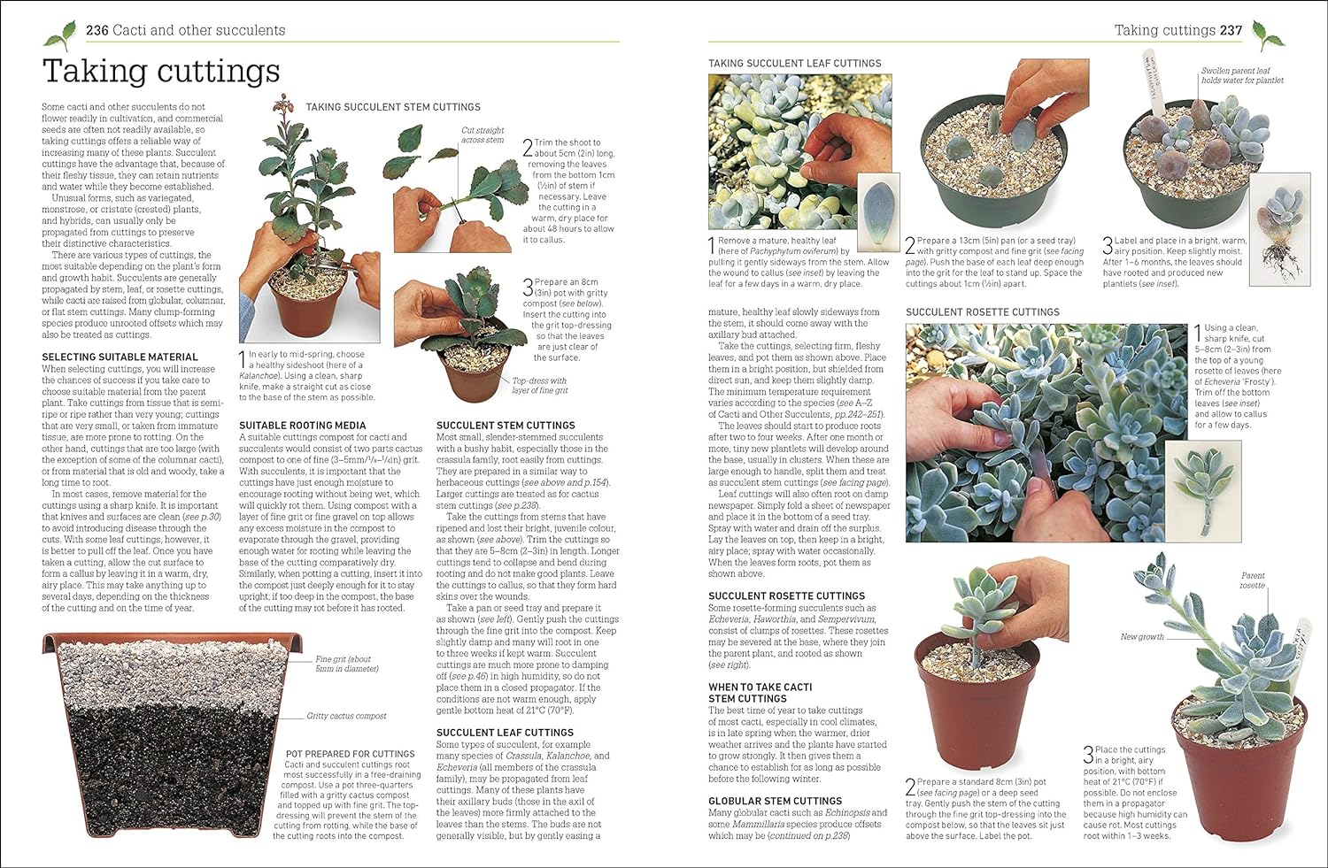 RHS Propagating Plants: How to Create New Plants for Free image number 2