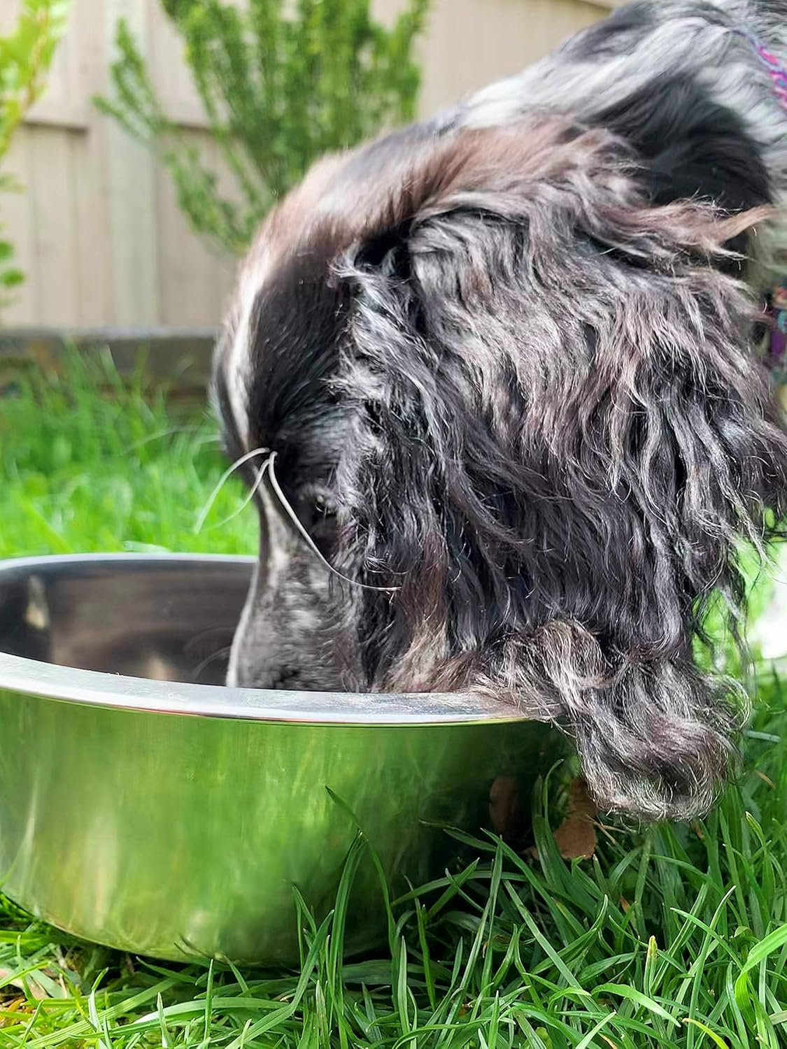 Snow Peak Unisex'S Dog Bowl-Stainless Steel, Unset, Large image number 2