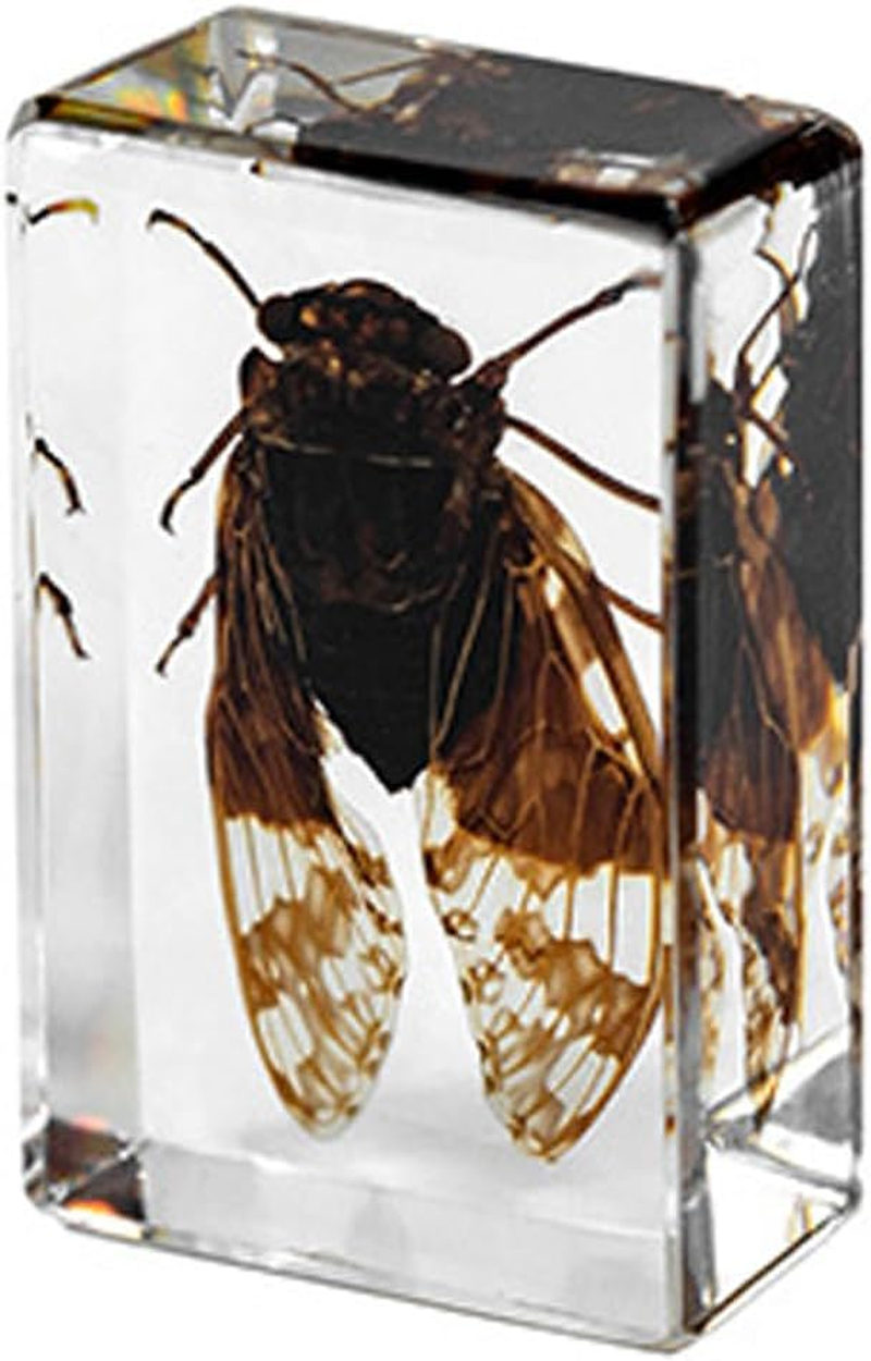 4Pcs Insect in Resin Specimen, Bug Preserved Specimen Collection Paperweights Resin Insects Various Insect Specimen for Office Office School Biology Science Teacher Education (Insect) image number 5