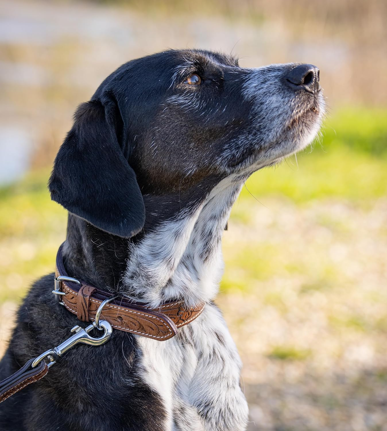 Exclusive Leather Dog Collar with Carved Floral Patterns/Ornaments - Buffalo Leather Collar - Padded Dog Leather Collar Abey (L (41-49.5 Cm) image number 3