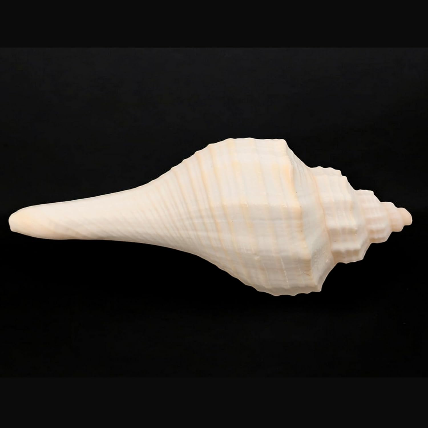 Decorative Shankh 2 Inch (Set of 2) &ndash; Auspicious Conch Shells for Pooja, Vastu, and Home Decor | Hindu Ritual Shankh for Mandir, Spiritual Gift, Temple Decoration, and Positive Energy