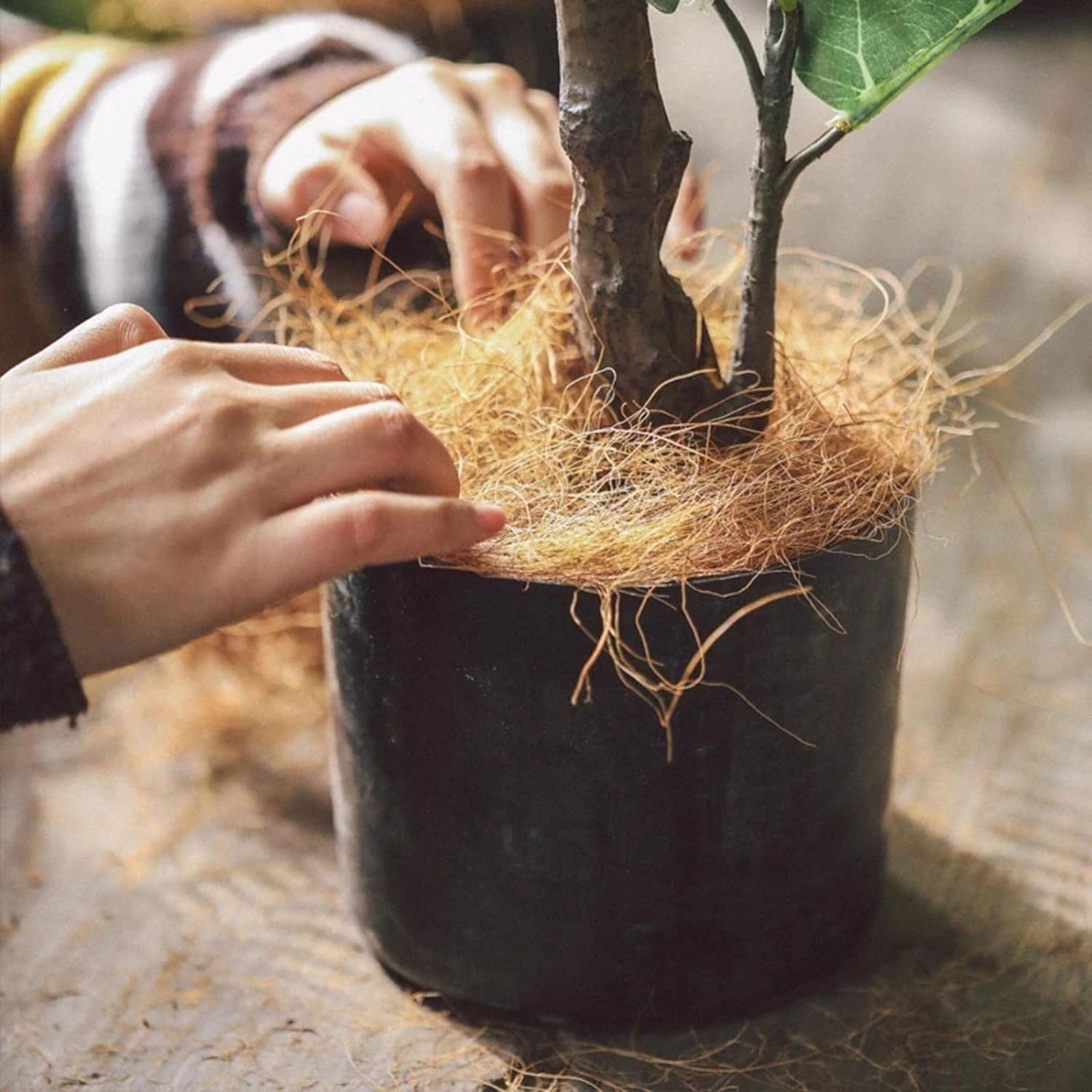 Generic 500G Natural Coconut Husk Fiber Orchids Protect Plants Ph-Balanced Supplies image number 4