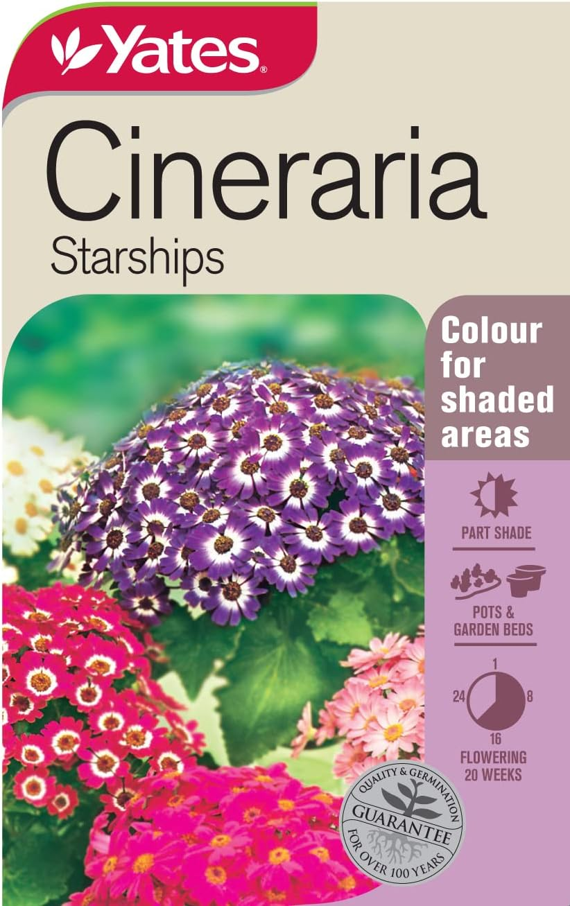 Yates Cineraria Starships 65 Flower Seeds